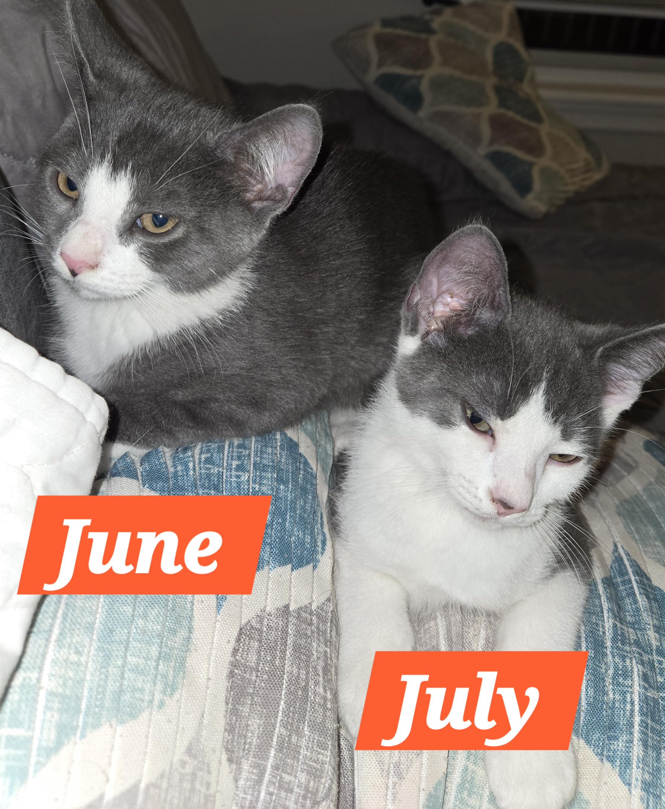 June (In Foster)