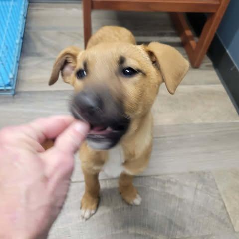 Vera, a Adoptable German Shepherd Dog in Overland Park, KS image 1/2