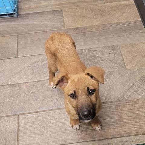 Vera, a Adoptable German Shepherd Dog in Overland Park, KS image 2/2