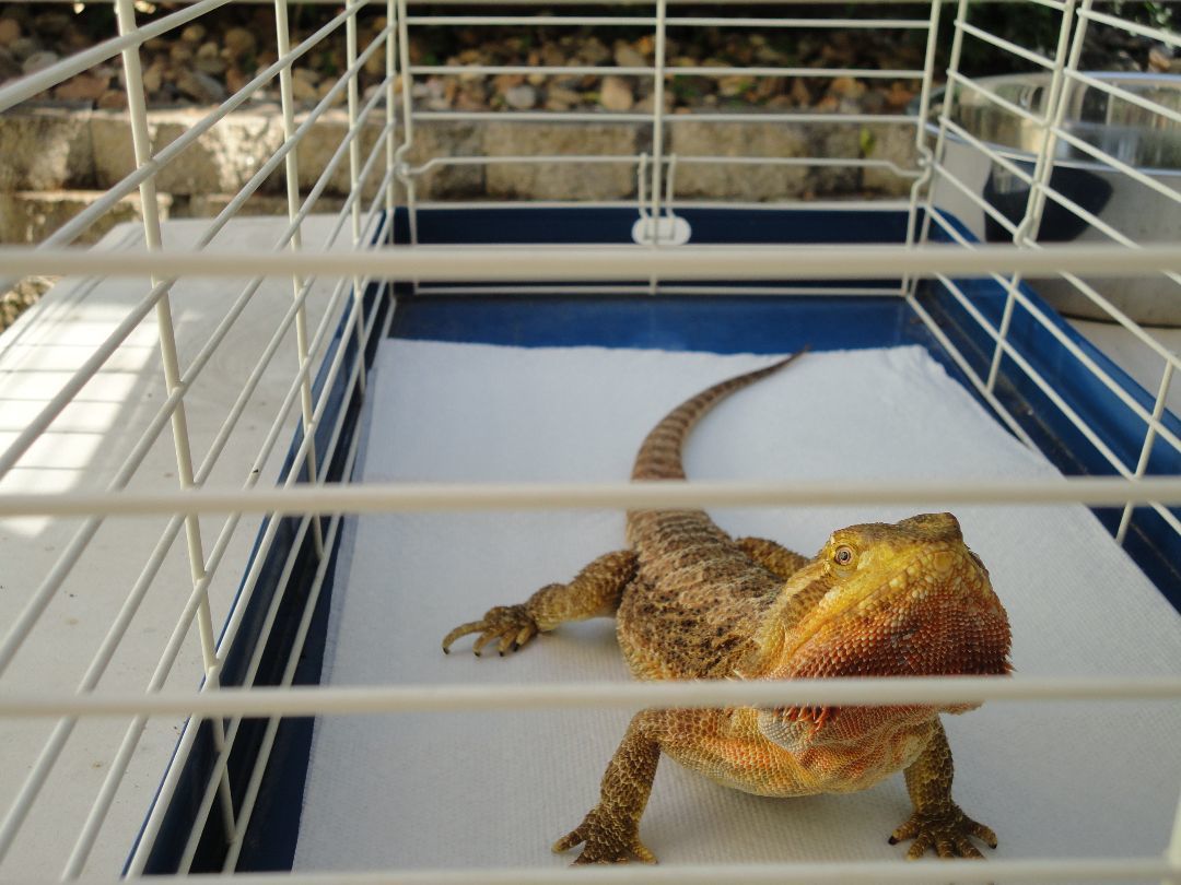 Enlarge Scarlett O'Hara, a Adopted Bearded Dragon in Sacramento, CA image 1/1