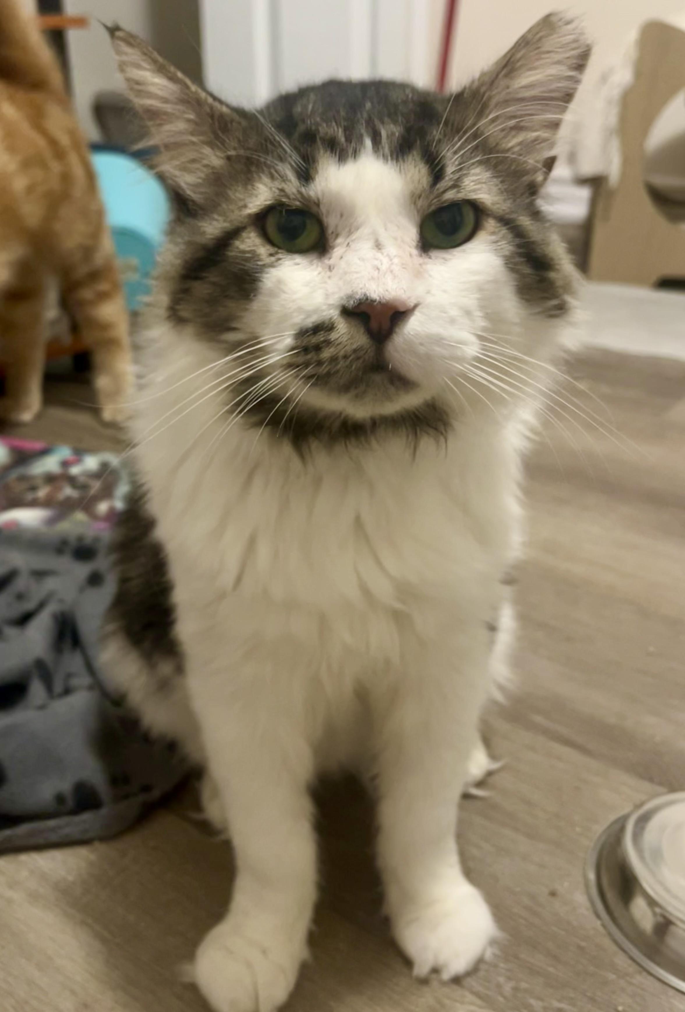 Ashford, Adoptable, Adult Male Tabby.