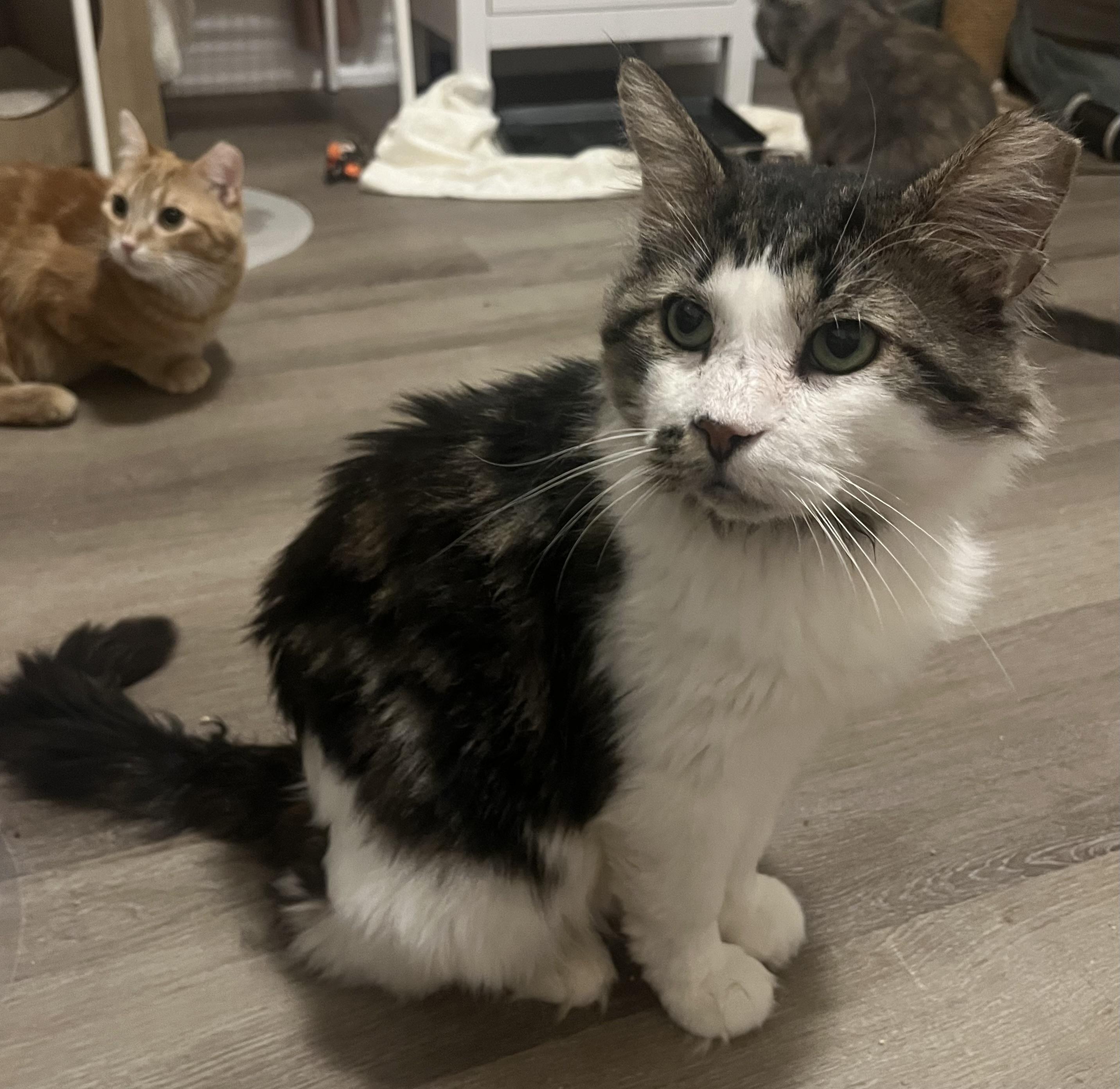 Ashford, a Adoptable Tabby in Hamilton, ON image 3/6