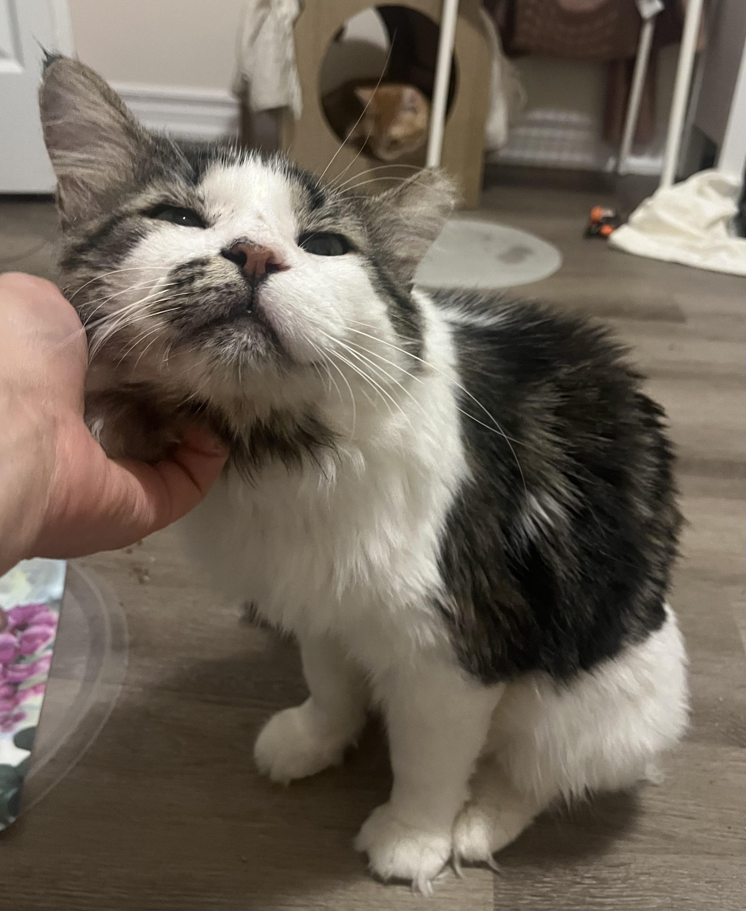 Ashford, a Adoptable Tabby in Hamilton, ON image 6/6