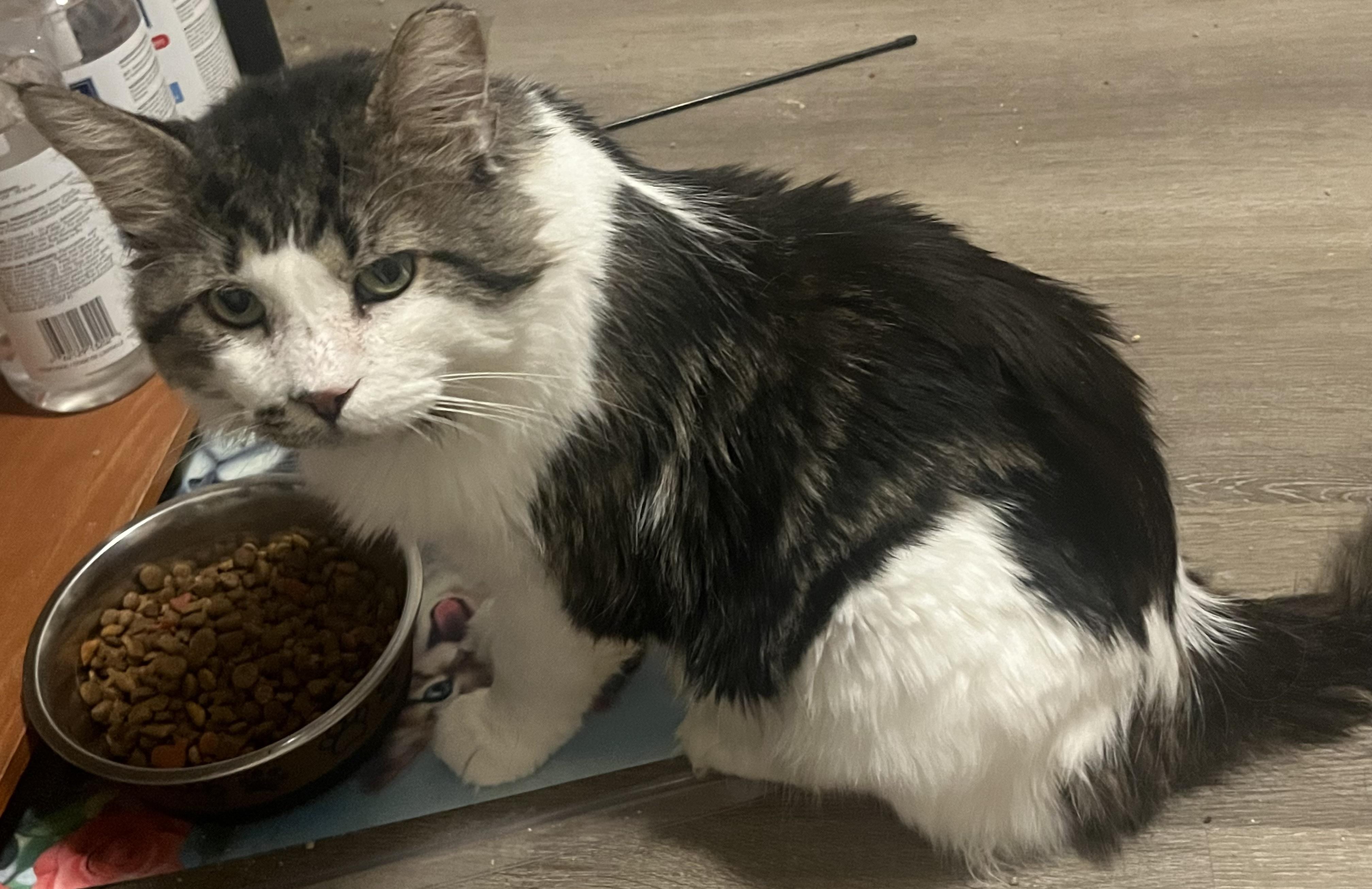 Ashford, a Adoptable Tabby in Hamilton, ON image 2/6