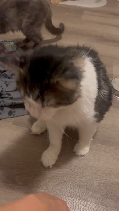 Enlarge Ashford, a Adoptable Tabby in Hamilton, ON video 5/6