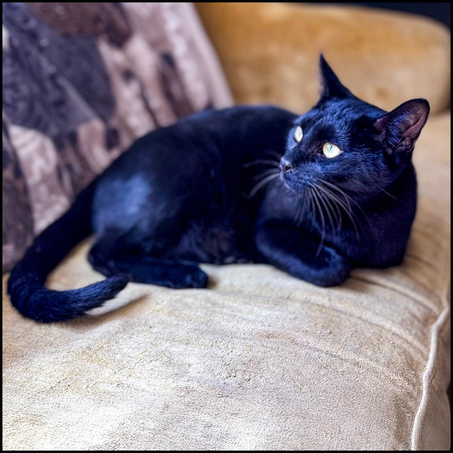 Julian, Young Male Domestic Short Hair