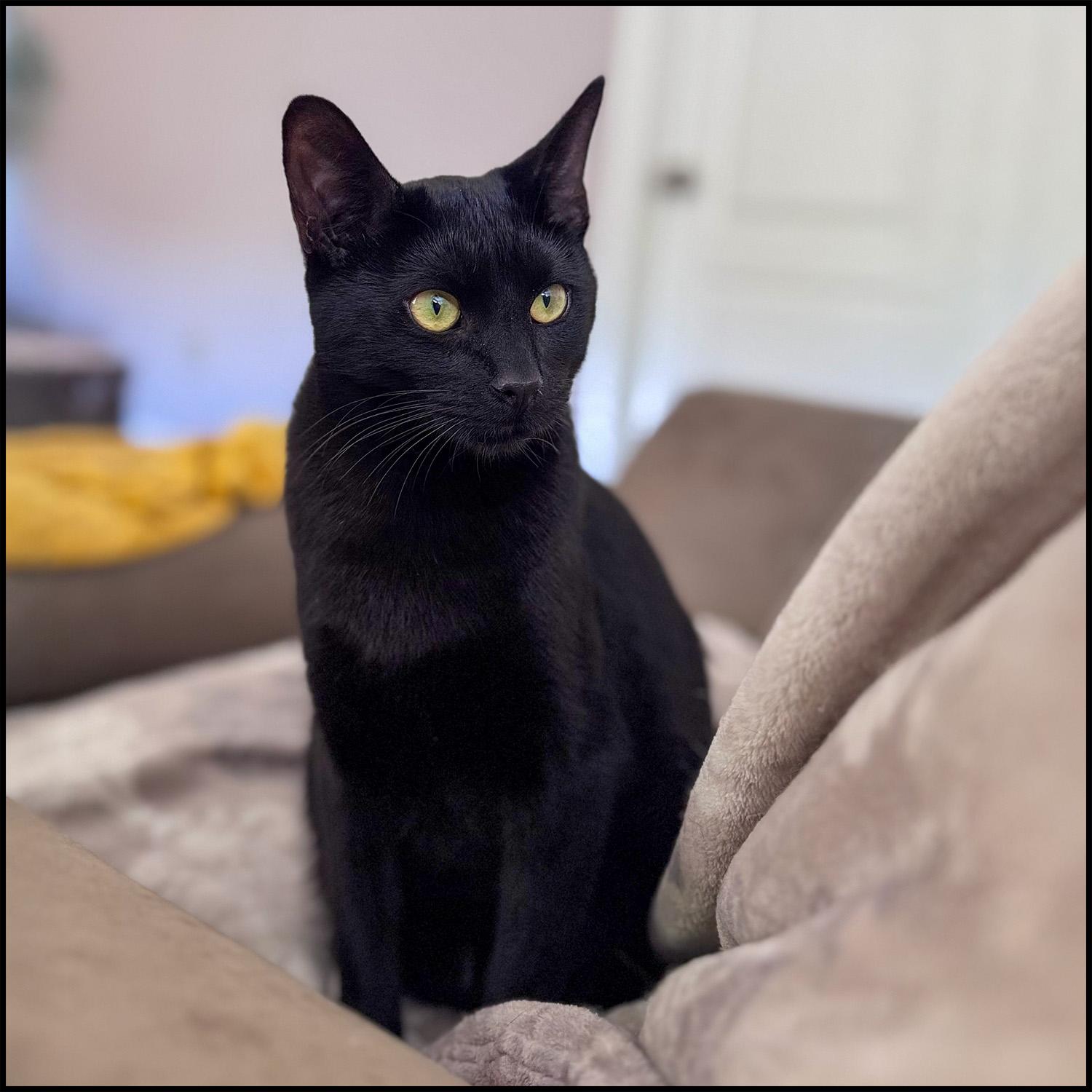 Julian, a Adoptable mixed breed in Roswell, GA image 2/6