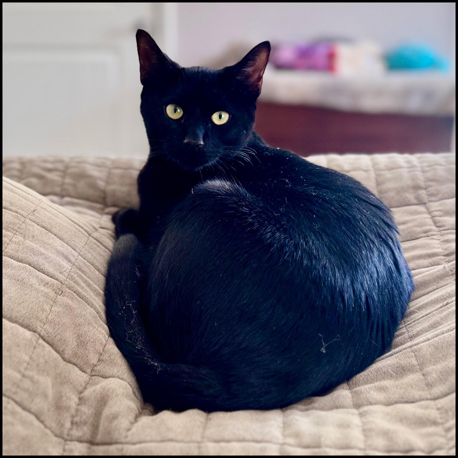 Julian, a Adoptable mixed breed in Roswell, GA image 6/6