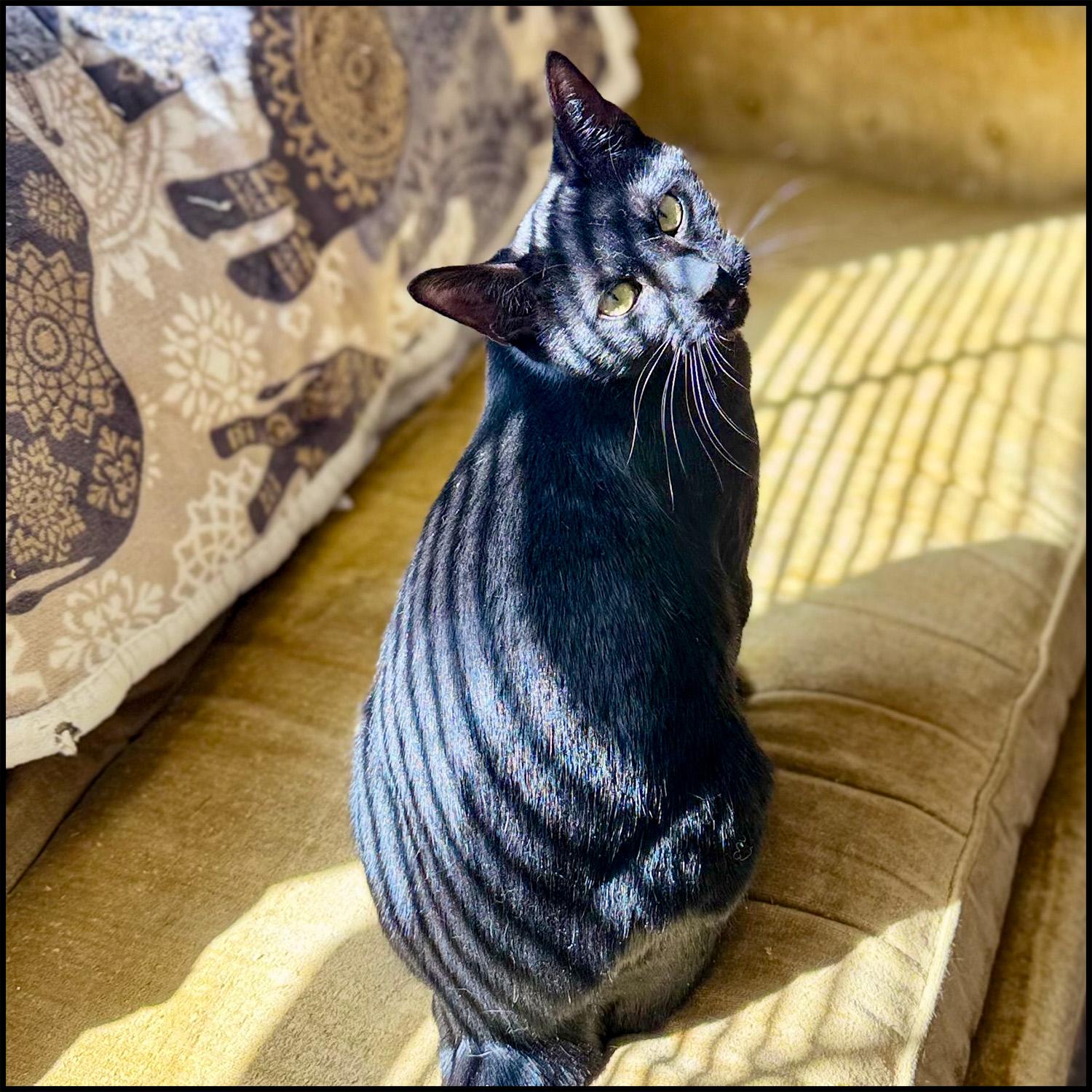 Julian, a Adoptable mixed breed in Roswell, GA image 3/6