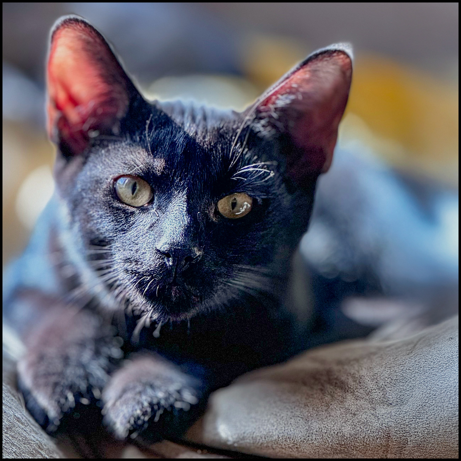 Julian, a Adoptable mixed breed in Roswell, GA image 4/6