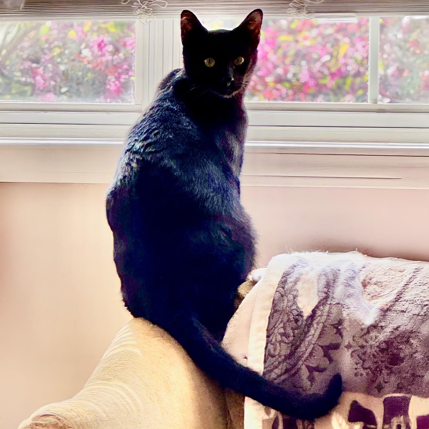 Julian, a Adoptable mixed breed in Roswell, GA image 5/6