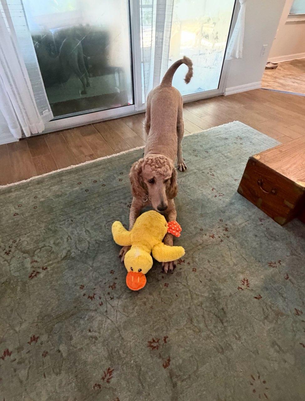 Mario, ADOPTABLE, Adult Male Standard Poodle.