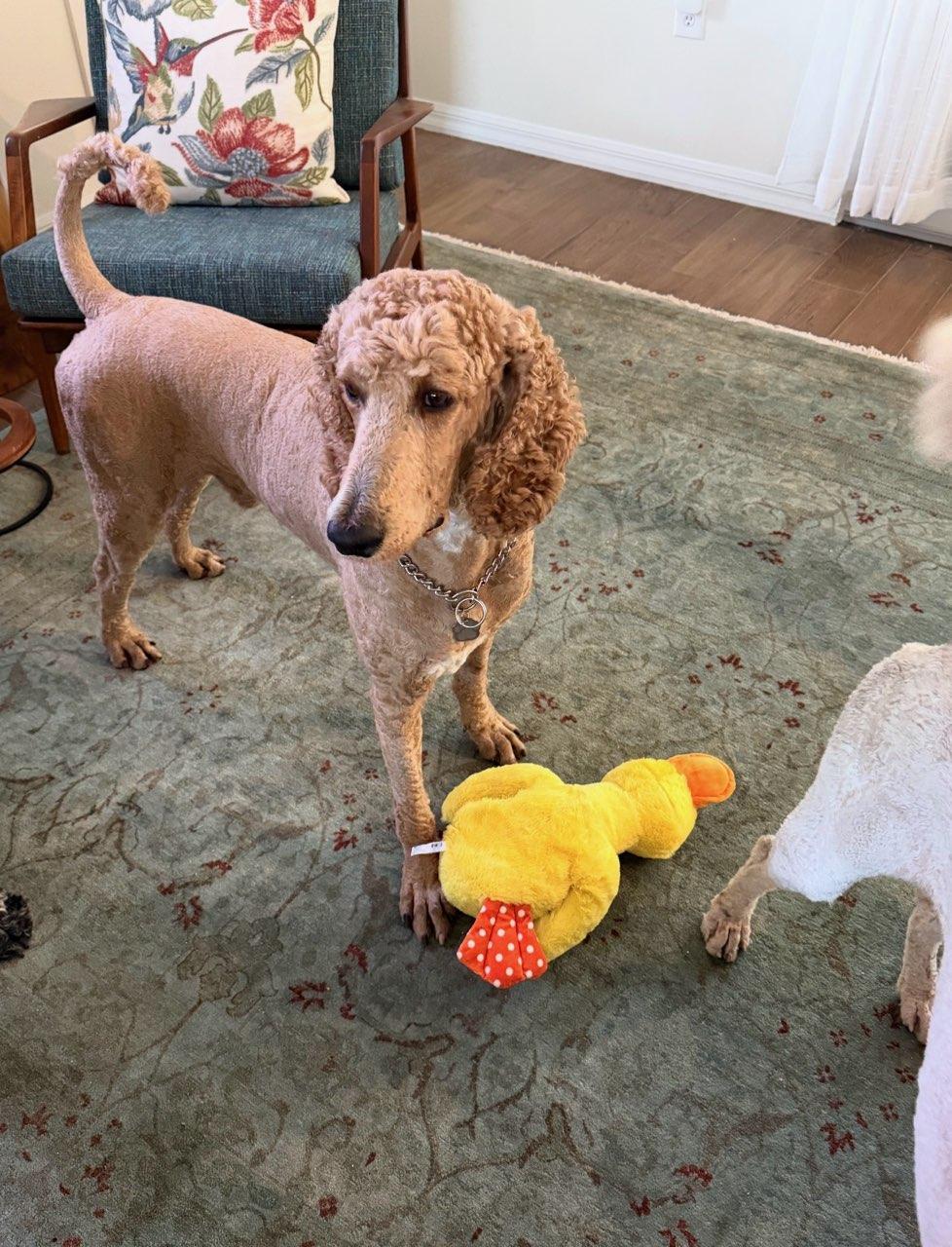 Mario, a ADOPTABLE Standard Poodle in Sarasota, FL image 2/3