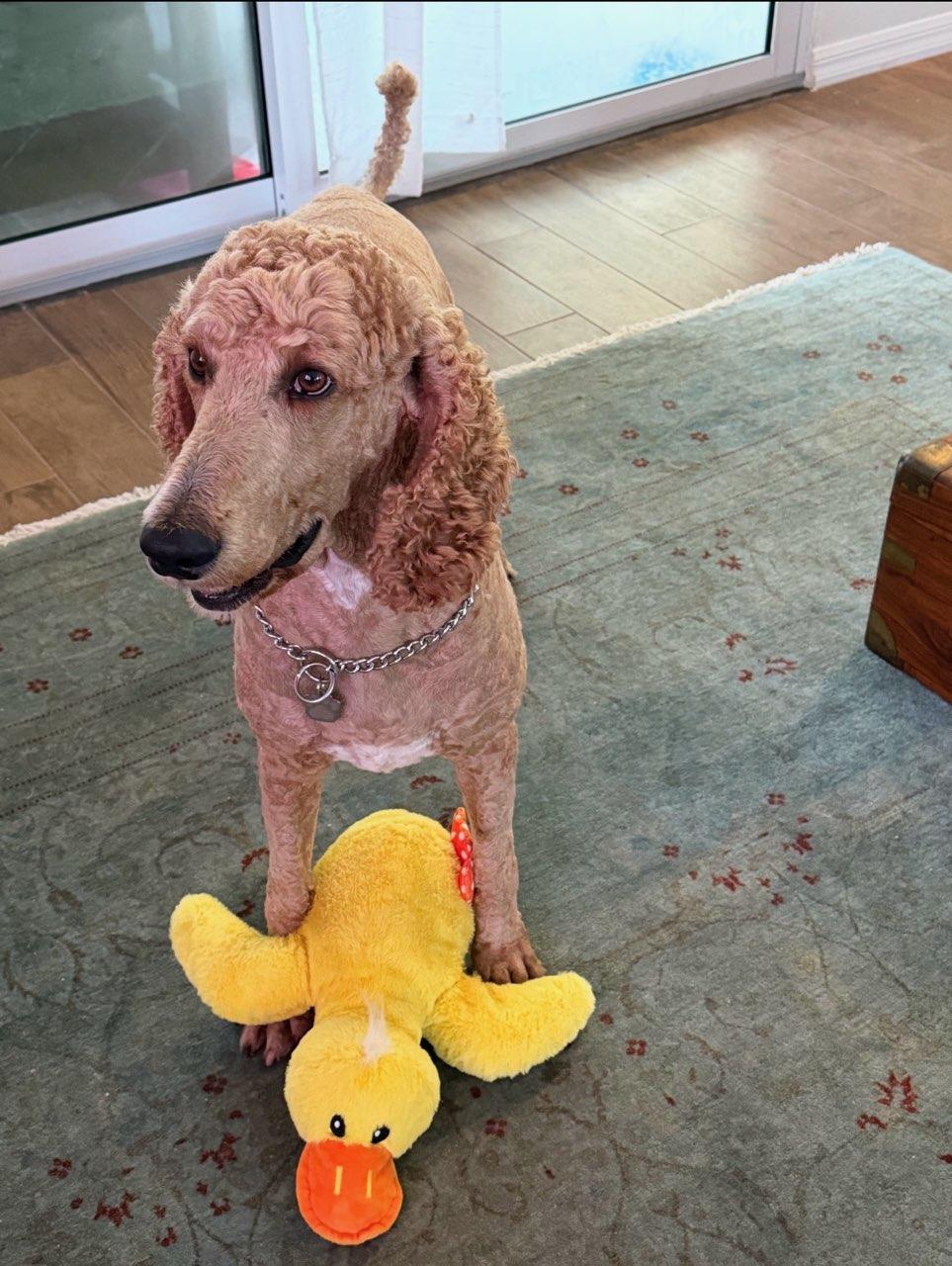 Mario, a ADOPTABLE Standard Poodle in Sarasota, FL image 3/3