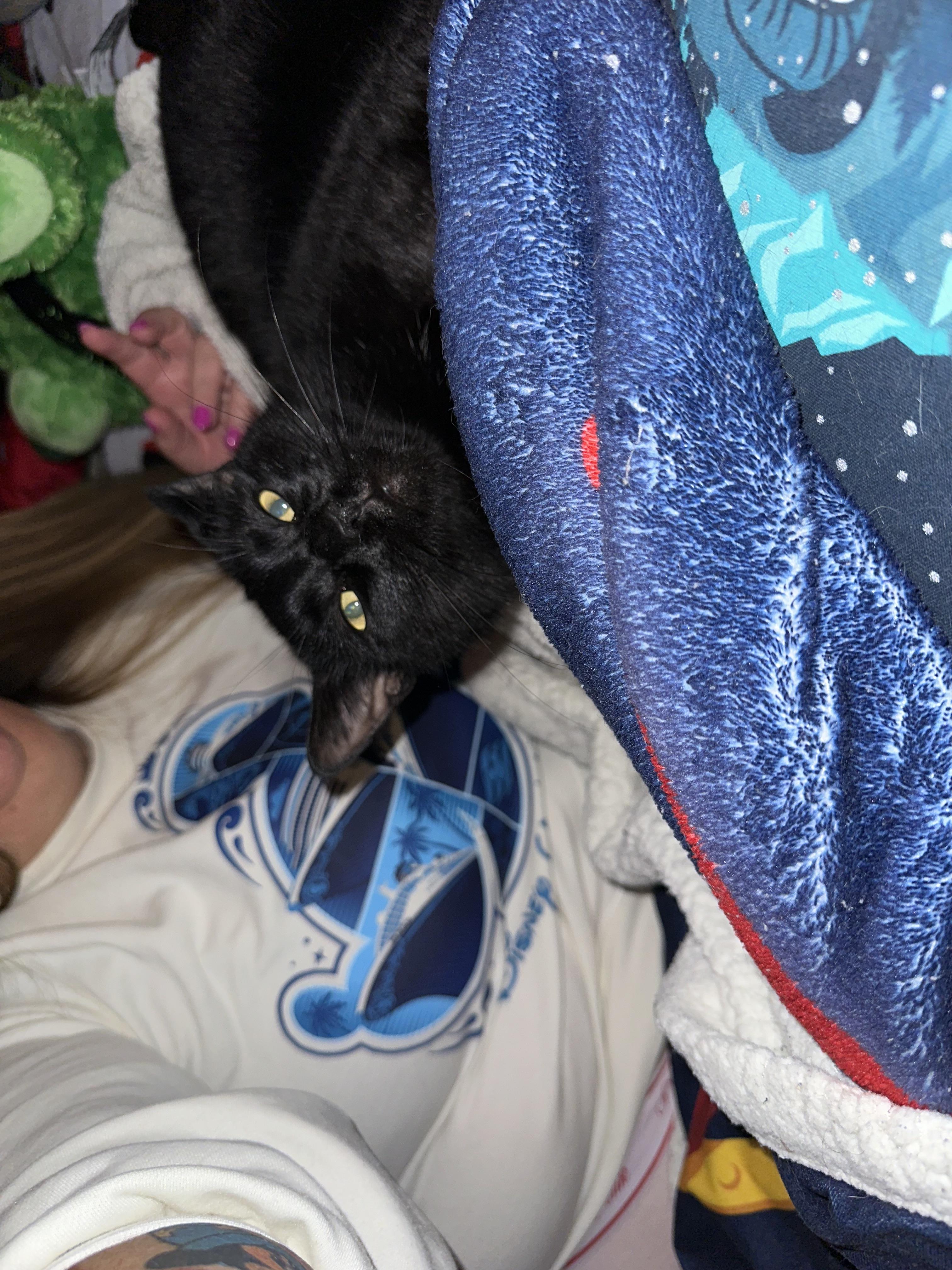 Megatron photo 3