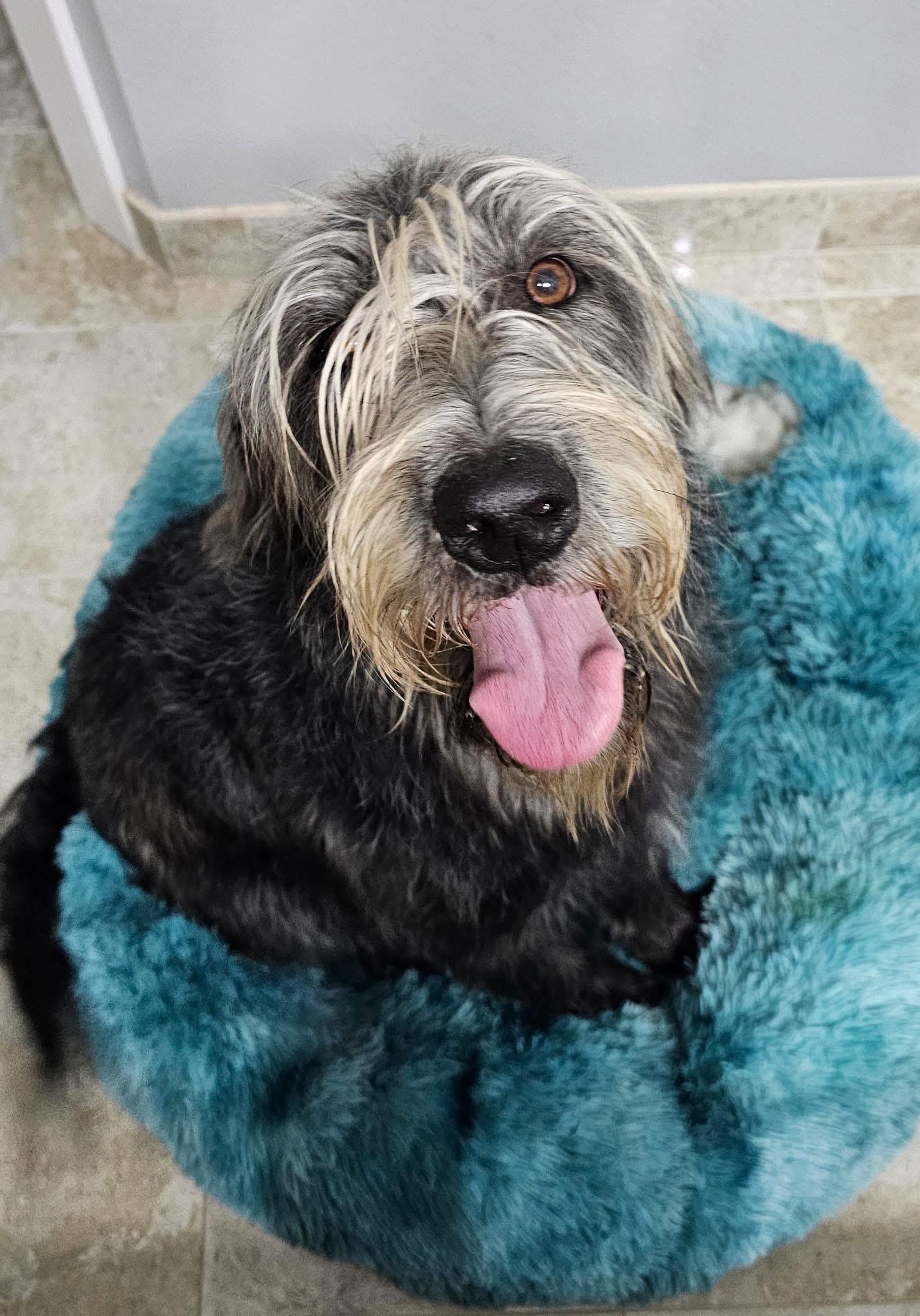 Tizzy, Adoptable, Adult Female Labradoodle.