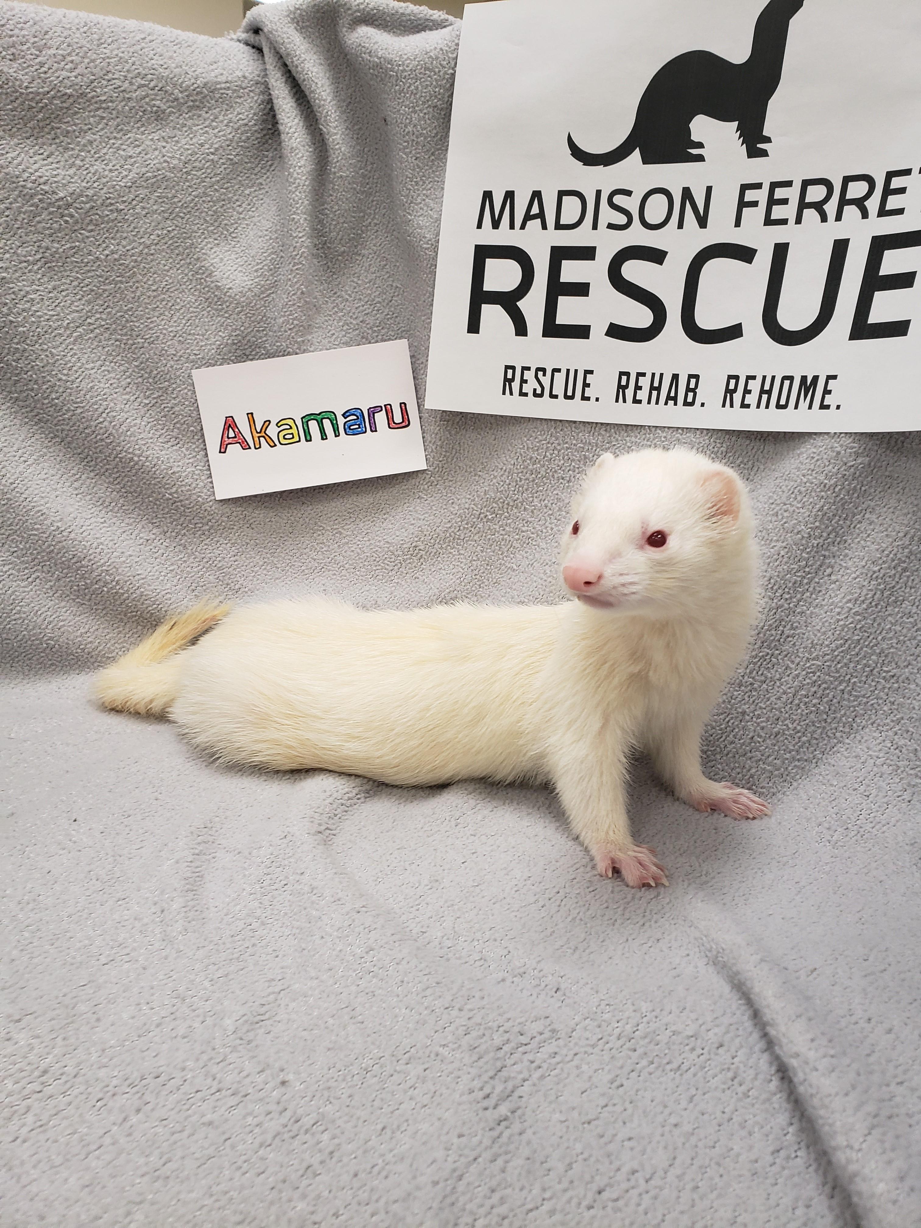 Akamaru, Adoptable, Adult Male Ferret.