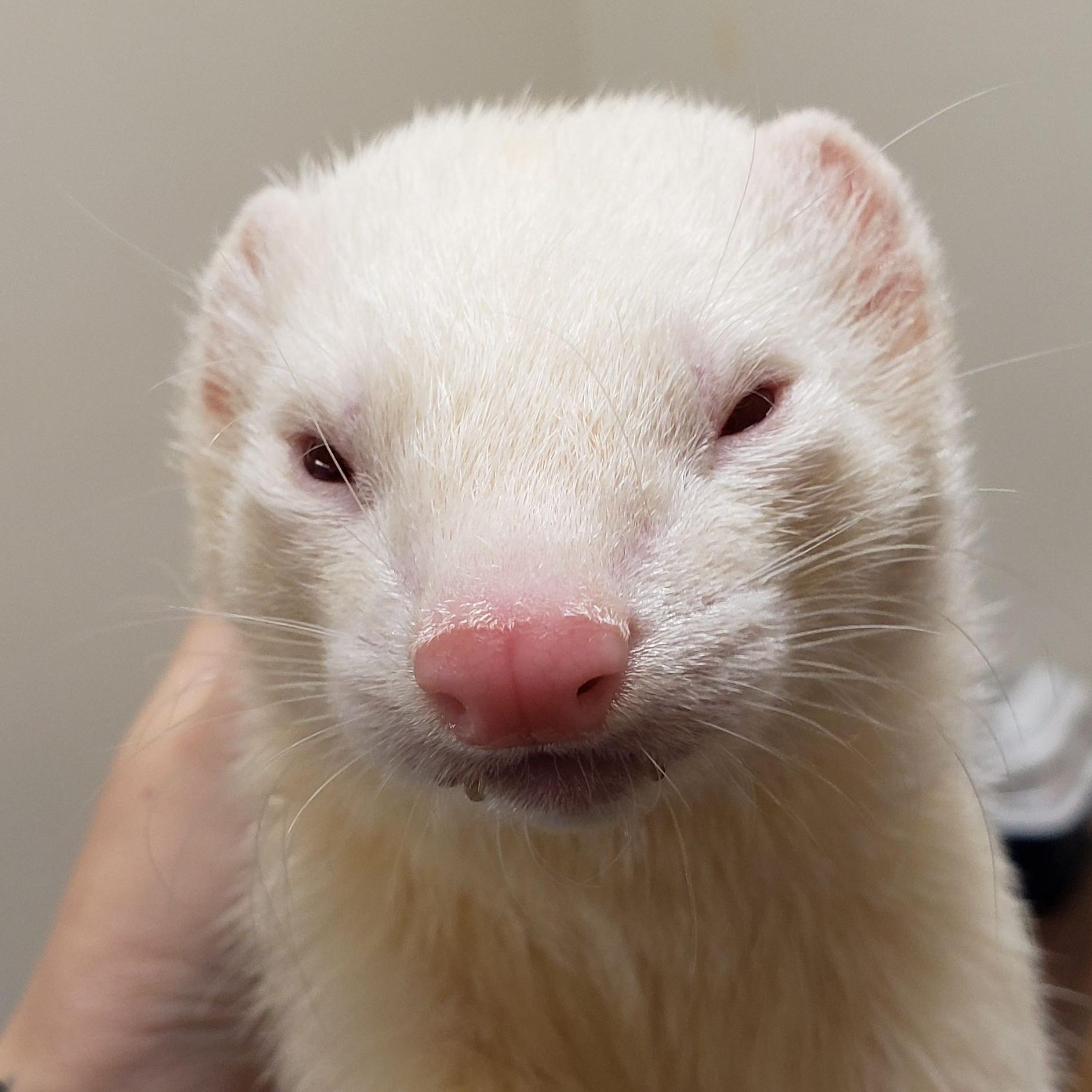 Enlarge Akamaru, an adopted Ferret in Madison, WI image 2/2