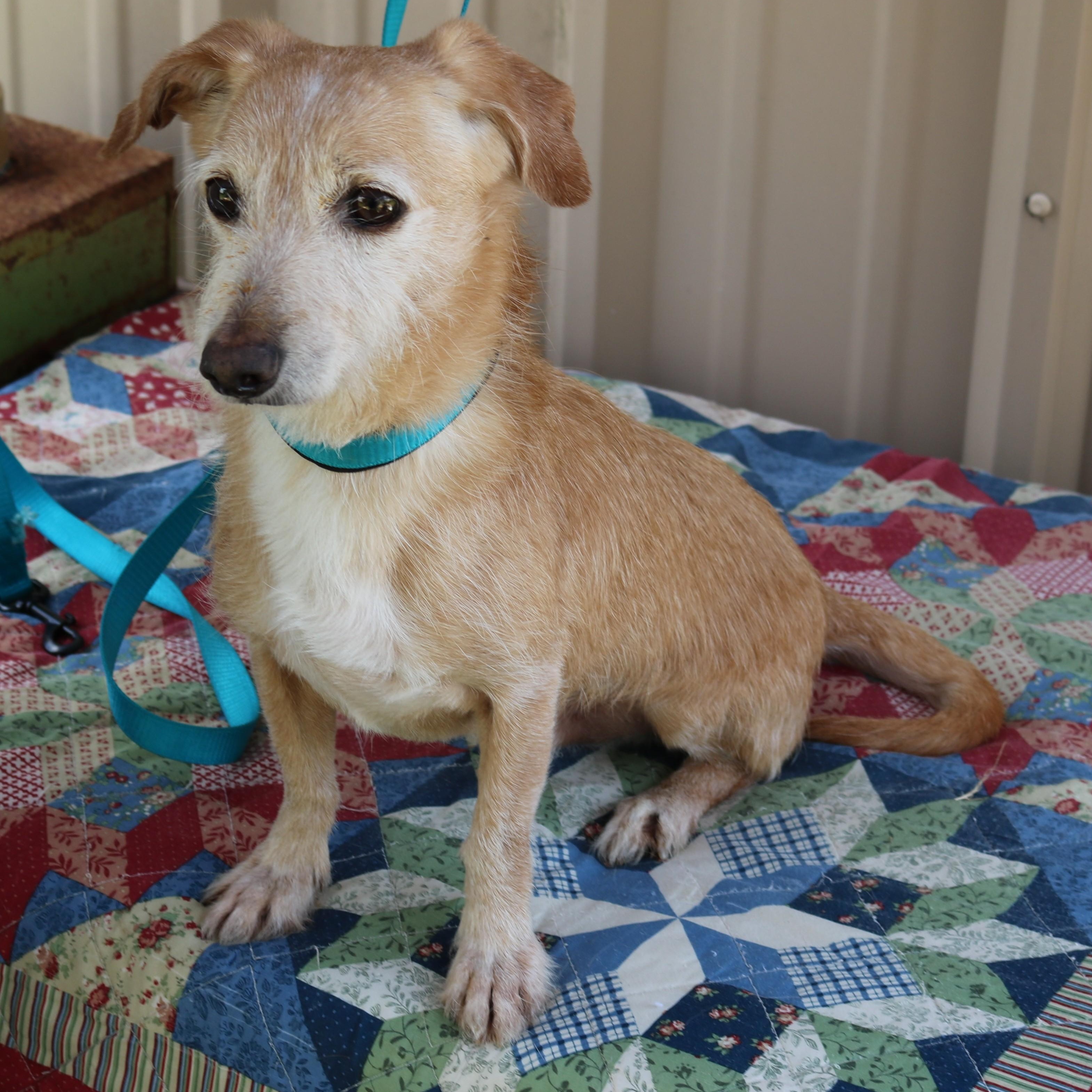 Enlarge Drummer, a Adoptable mixed breed in Bandera, TX image 2/4