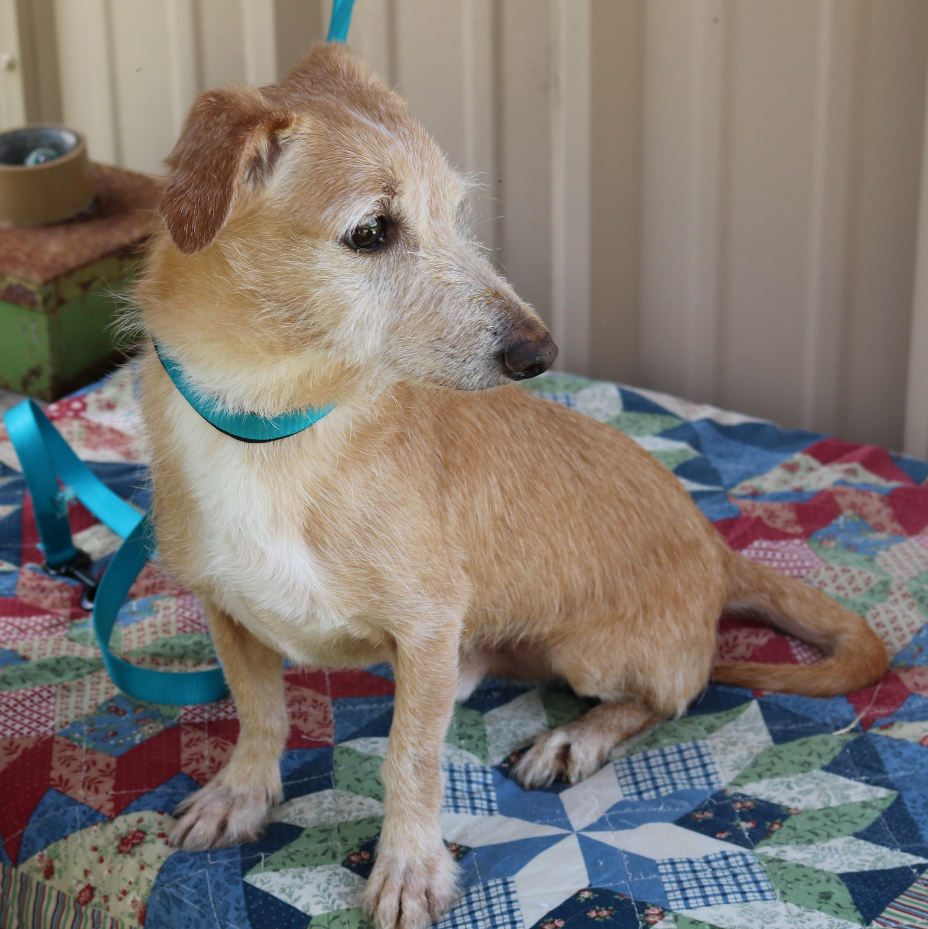 Enlarge Drummer, a Adoptable mixed breed in Bandera, TX image 3/4