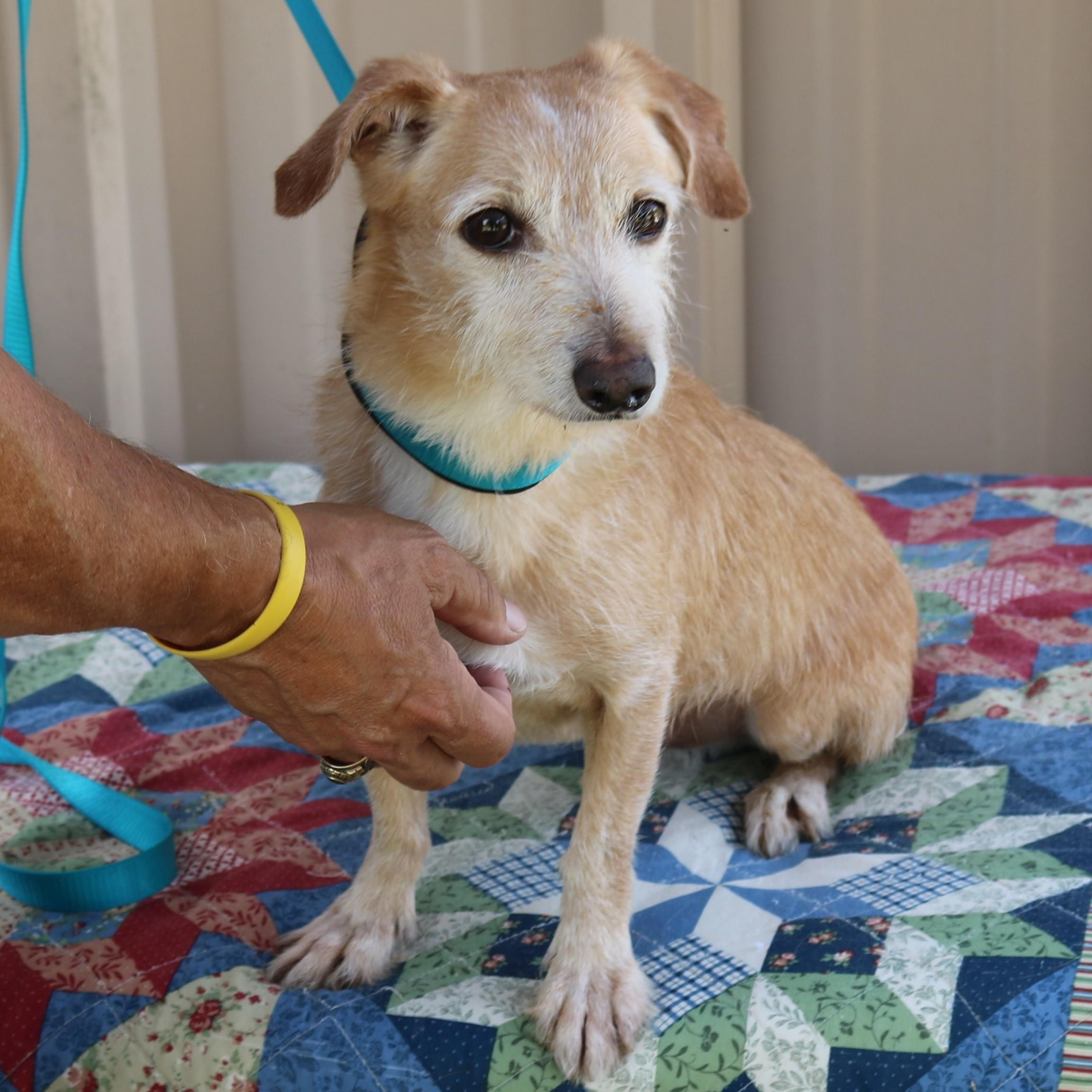 Enlarge Drummer, a Adoptable mixed breed in Bandera, TX image 1/4