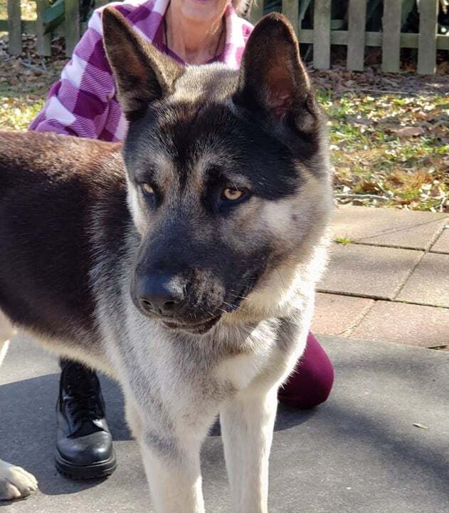 Mac, Adopted, Young Male German Shepherd Dog & Akita.