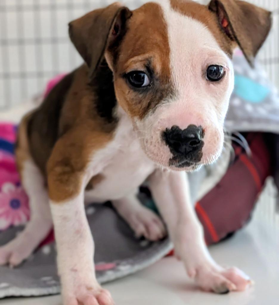 Cutie, Adoptable, Puppy Female Mixed Breed.