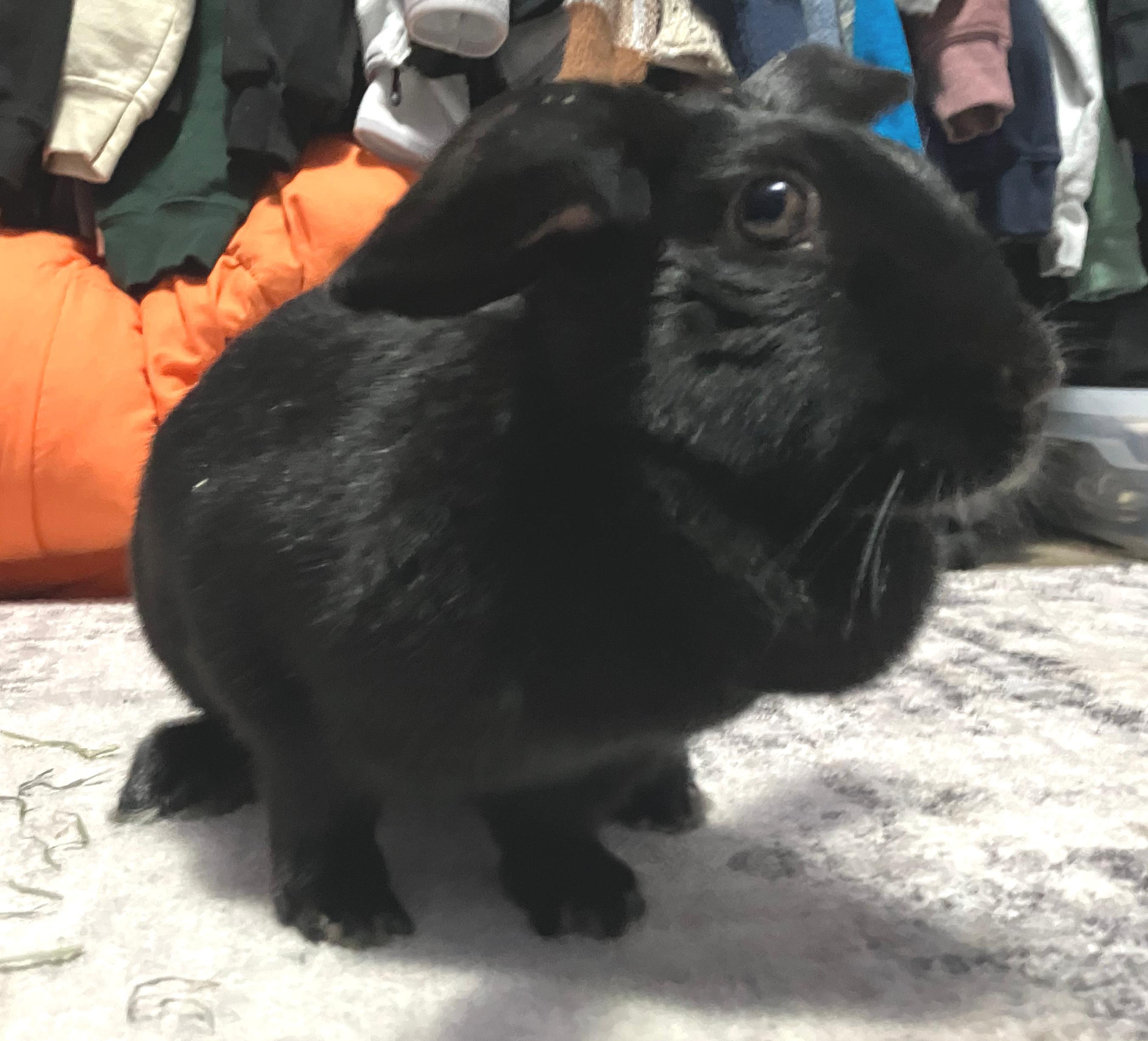 Lilyana, ADOPTABLE, Adult Female Holland Lop.
