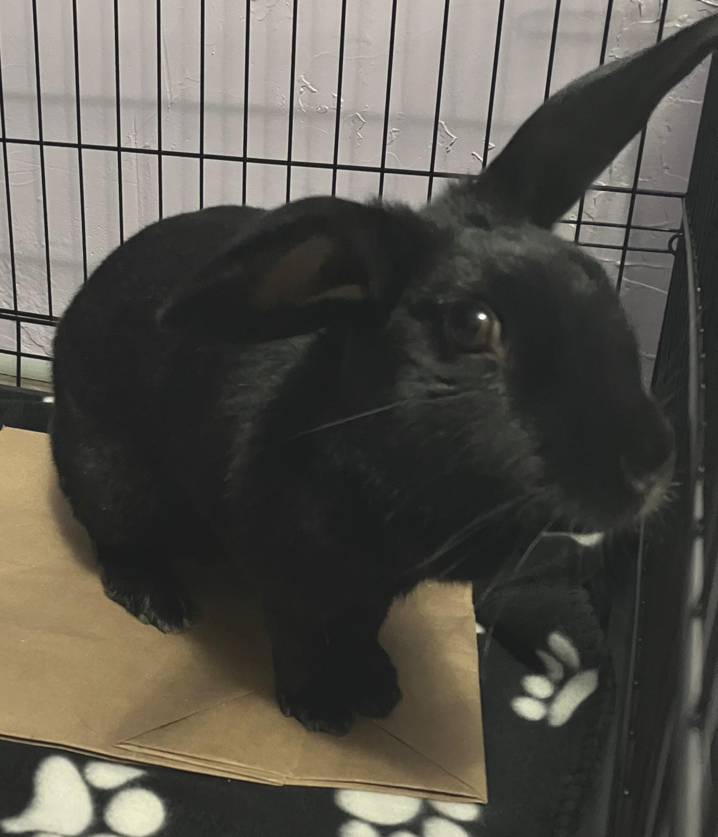 Enlarge Lilyana, a ADOPTABLE mixed breed in Oshkosh, WI image 4/6