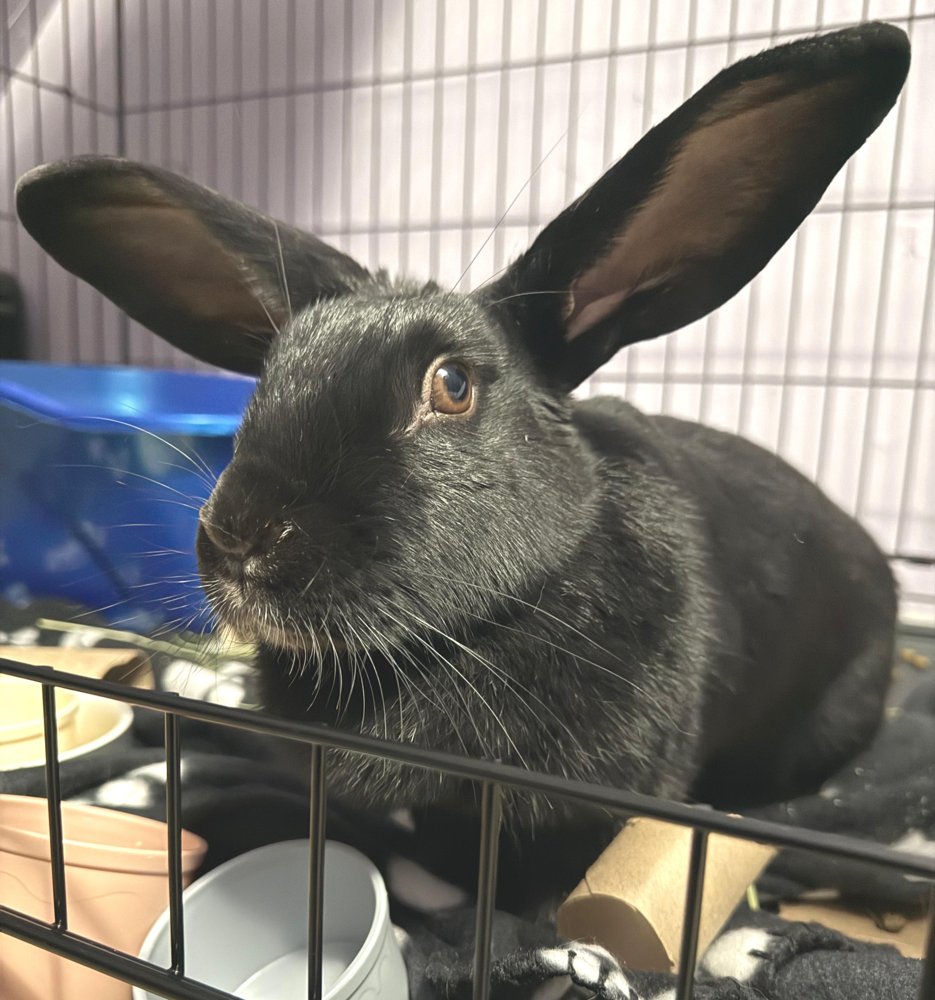 Enlarge Lilyana, a ADOPTABLE mixed breed in Oshkosh, WI image 3/6