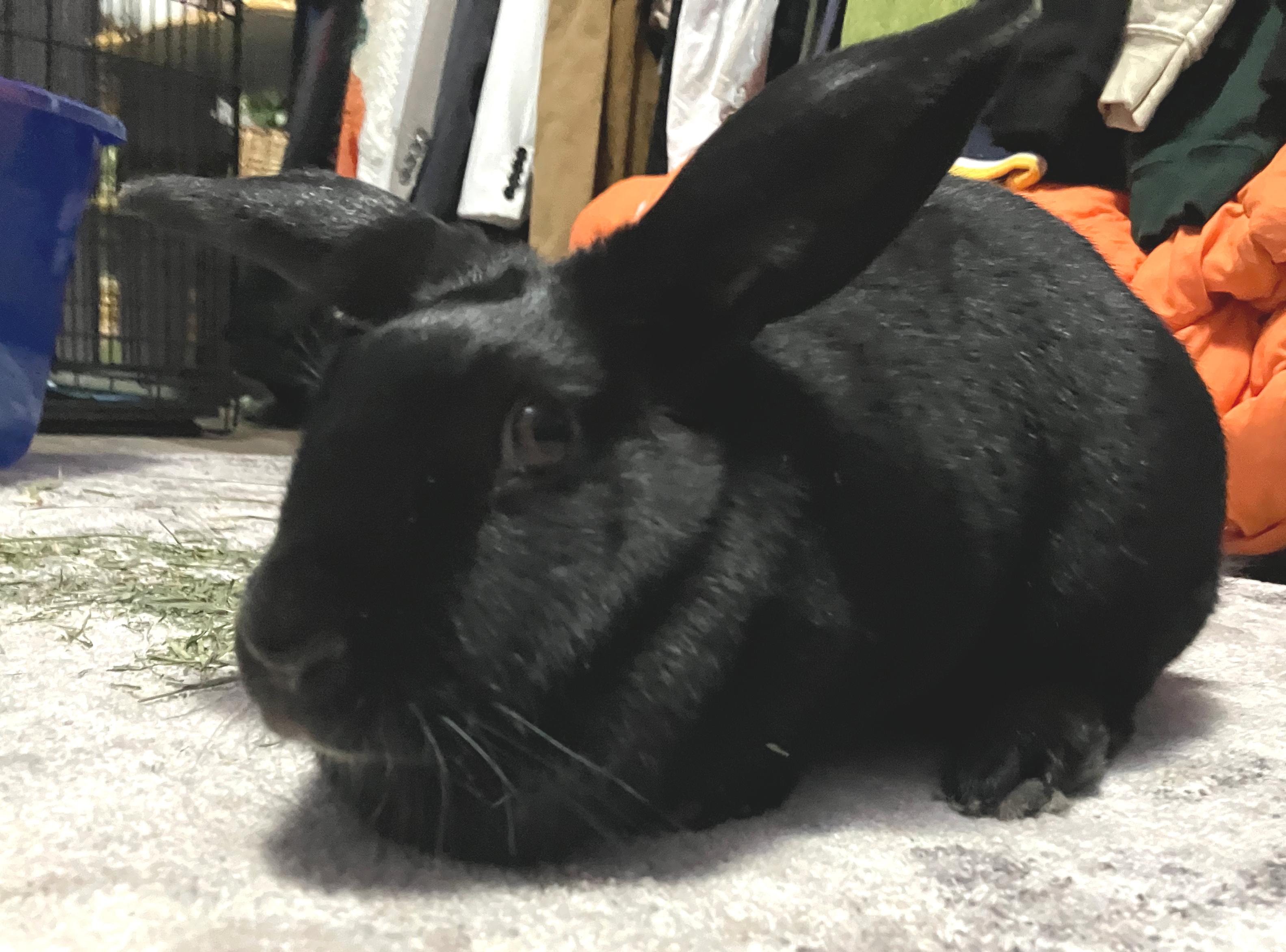 Enlarge Lilyana, a ADOPTABLE mixed breed in Oshkosh, WI image 5/6