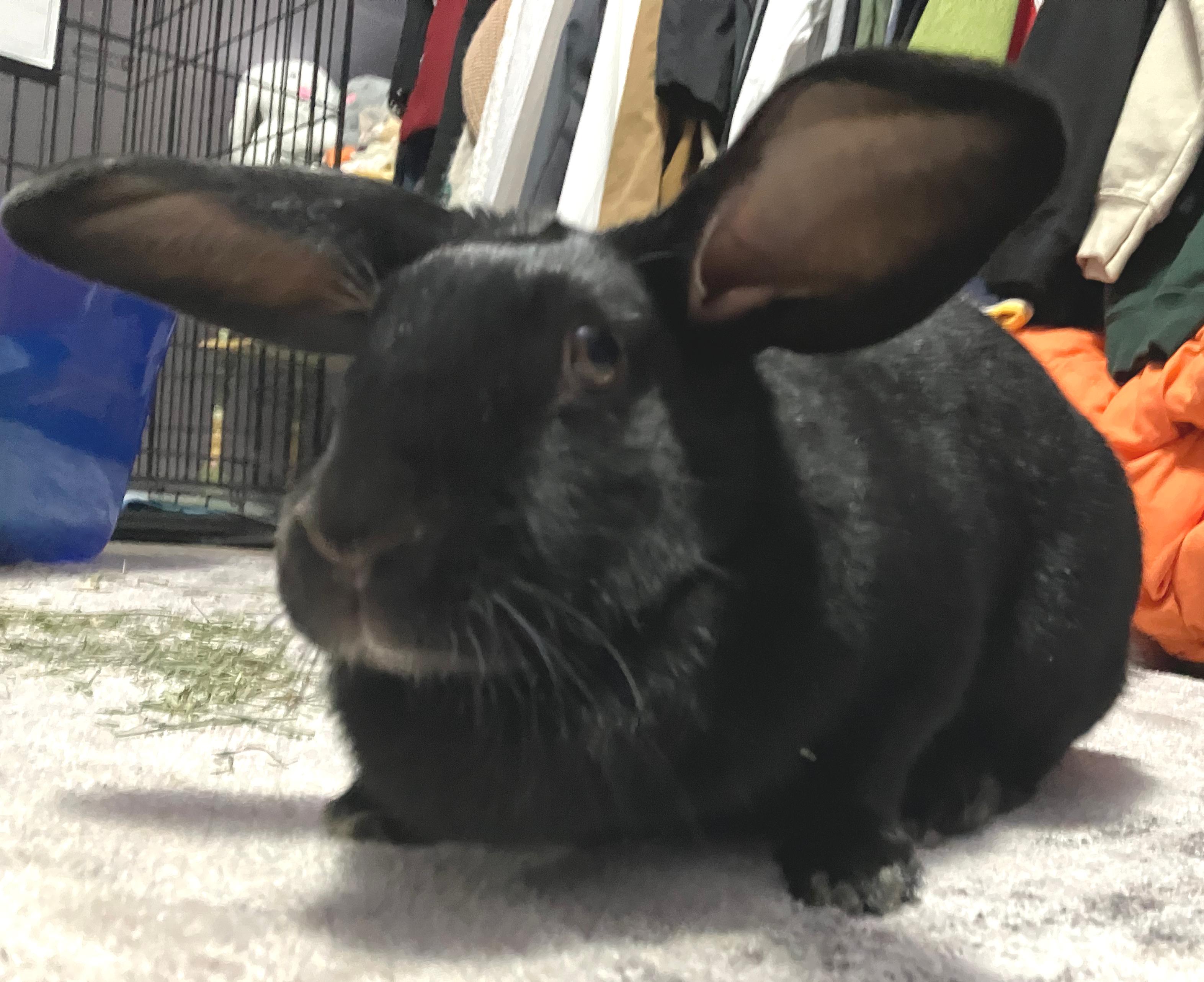 Enlarge Lilyana, a ADOPTABLE mixed breed in Oshkosh, WI image 2/6