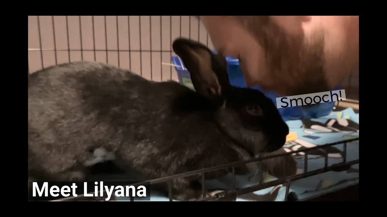 Enlarge Lilyana, a ADOPTABLE mixed breed in Oshkosh, WI video 6/6