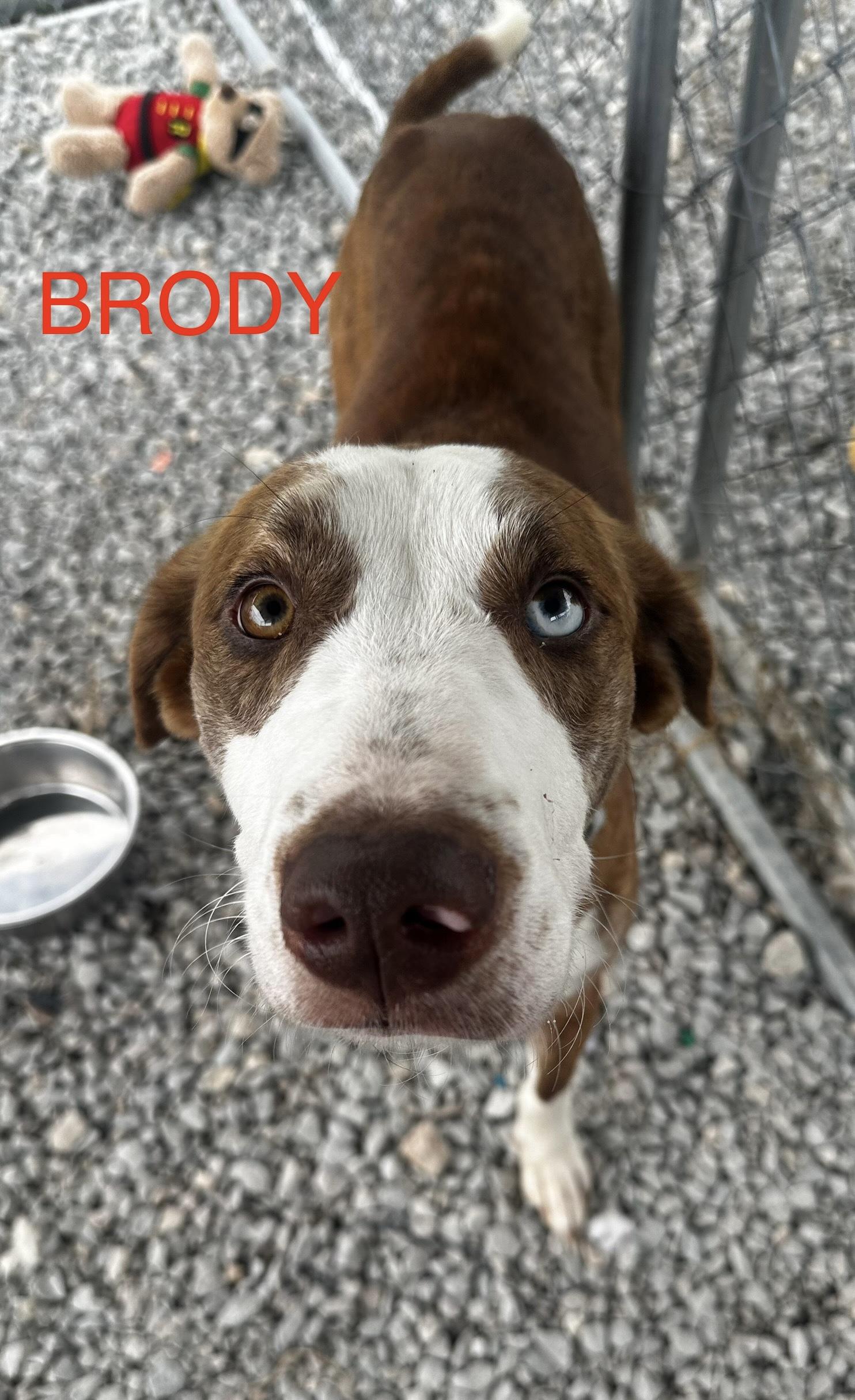 Brody