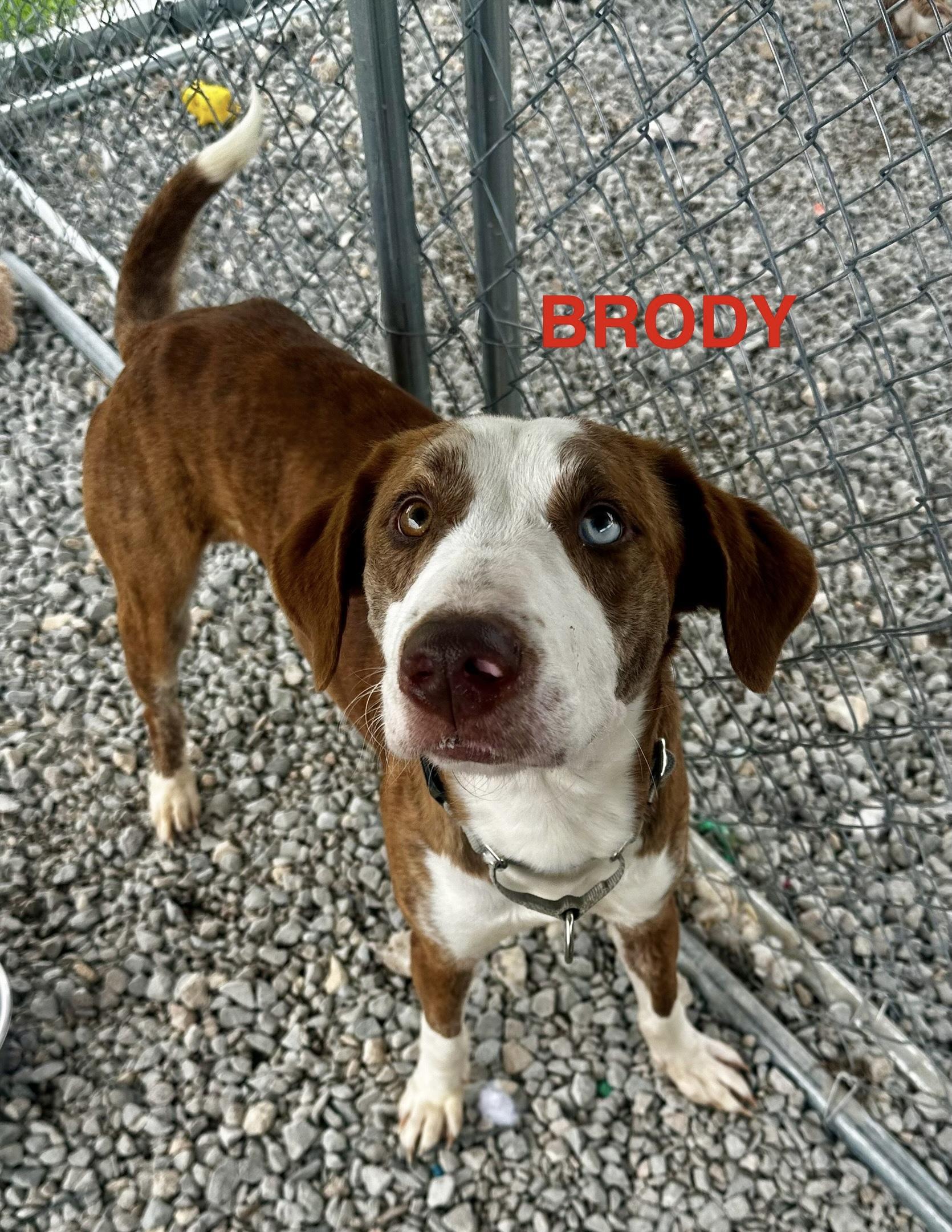Brody