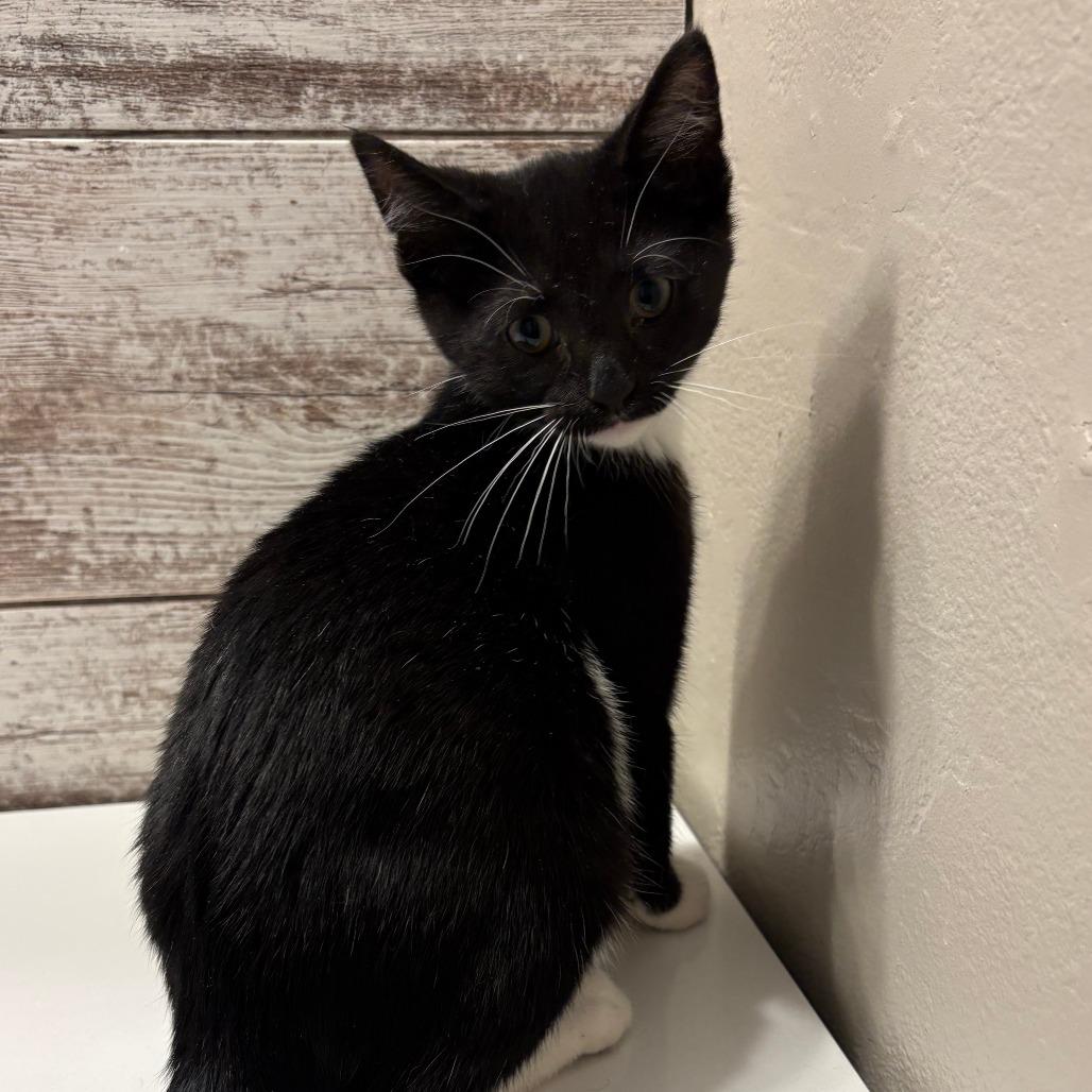 Sven, Adoptable, Kitten Male Domestic Short Hair.