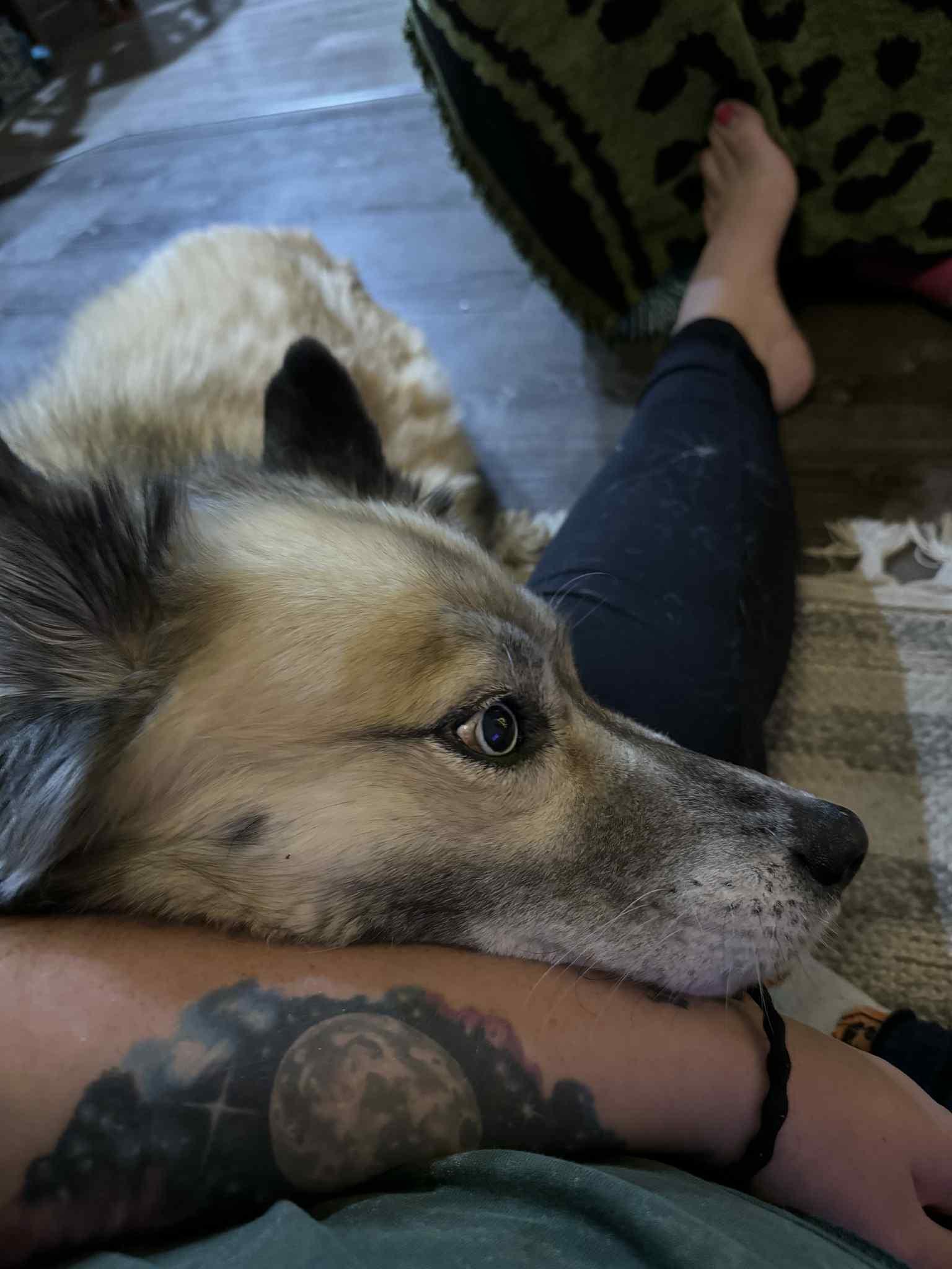 Moana (Mo), Adoptable, Adult Female Husky.
