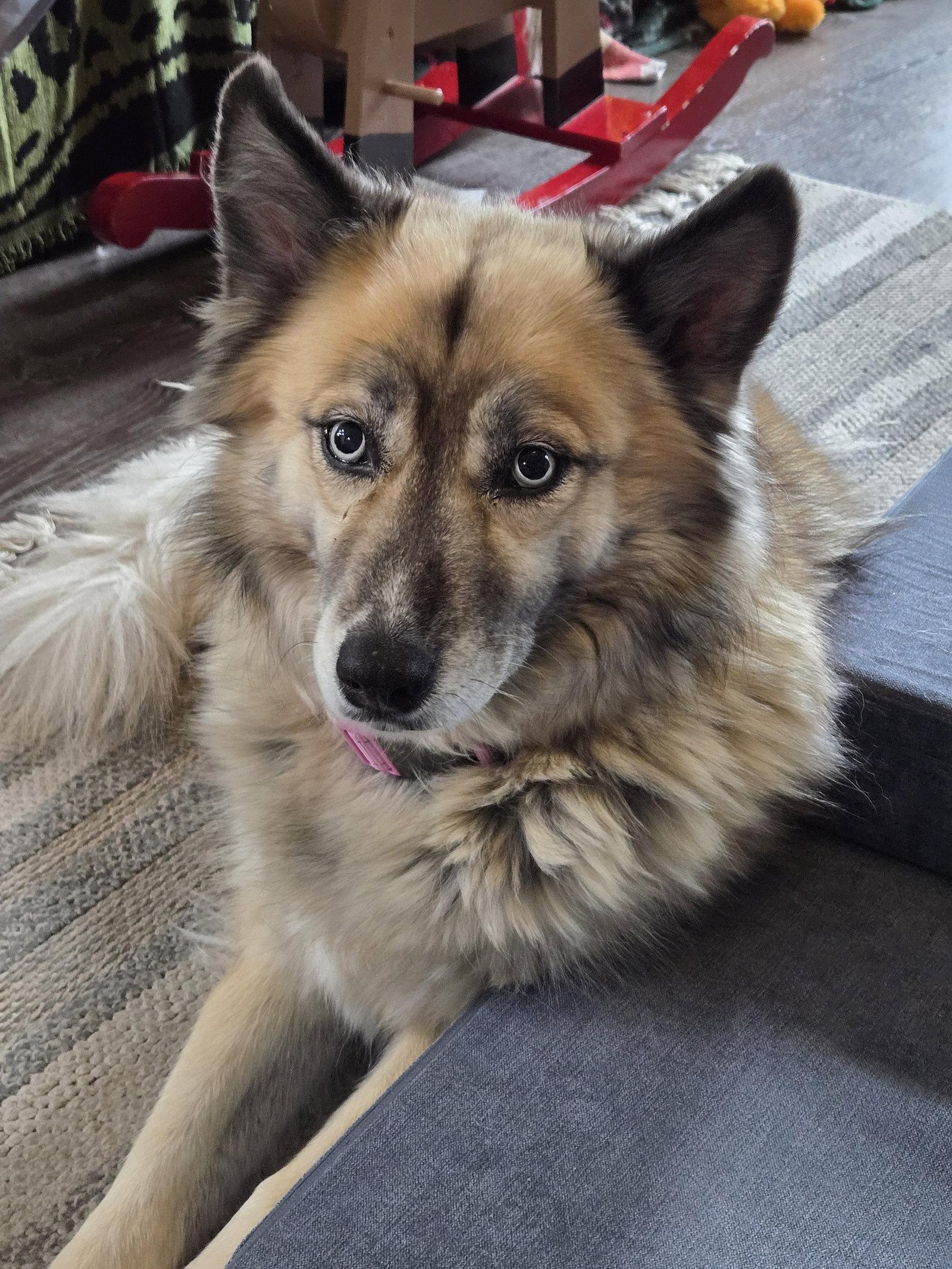 Moana (Mo), a Adoptable Husky in Albany, OR image 2/3