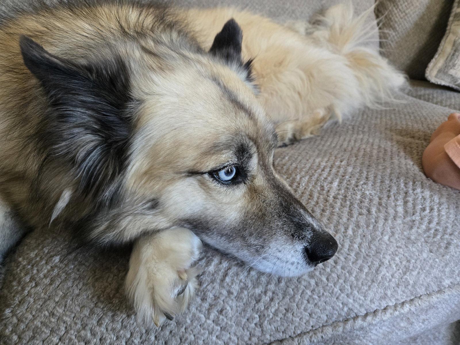 Moana (Mo), a Adoptable Husky in Albany, OR image 3/3
