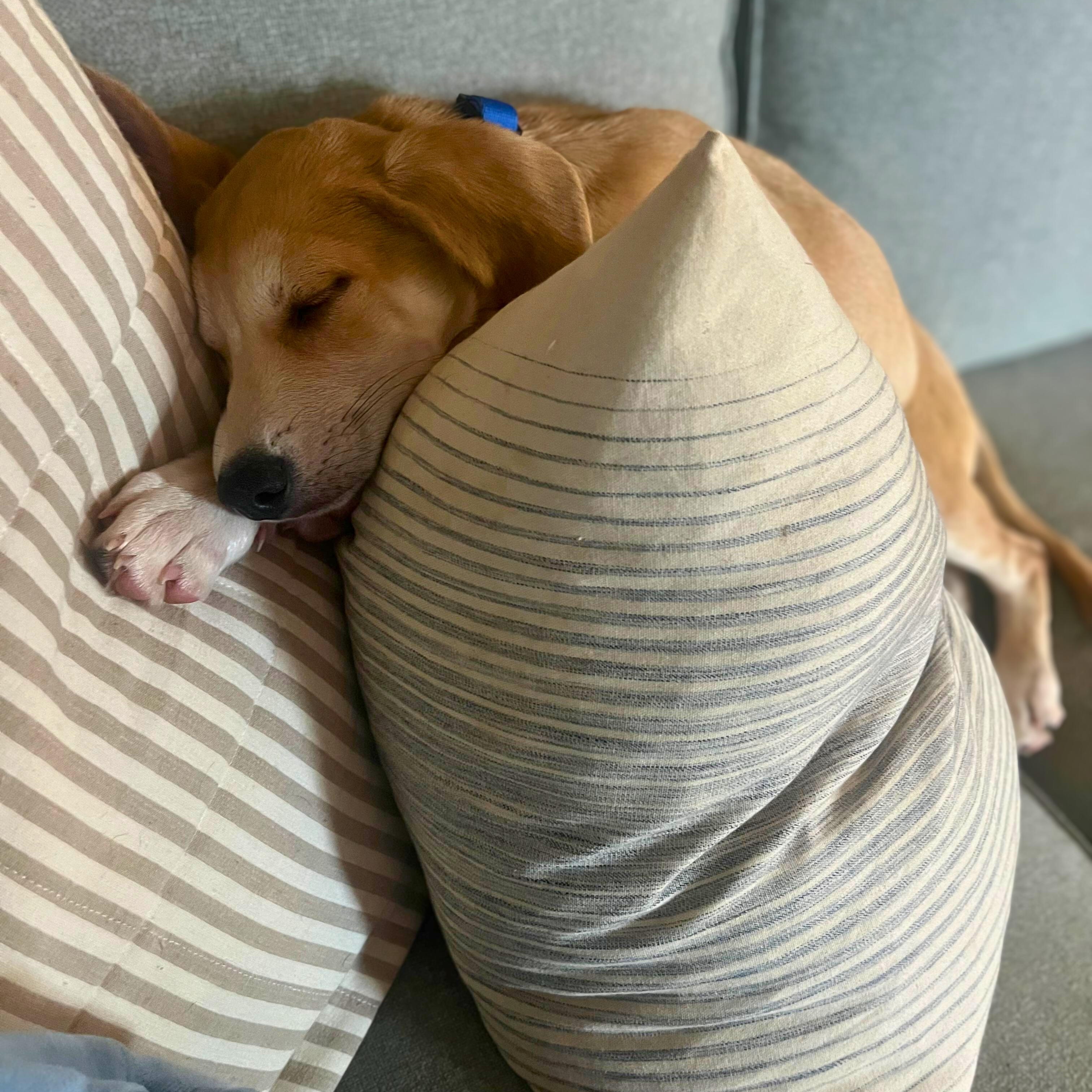 Corey, a Adoptable mixed breed in Annapolis, MD image 6/6