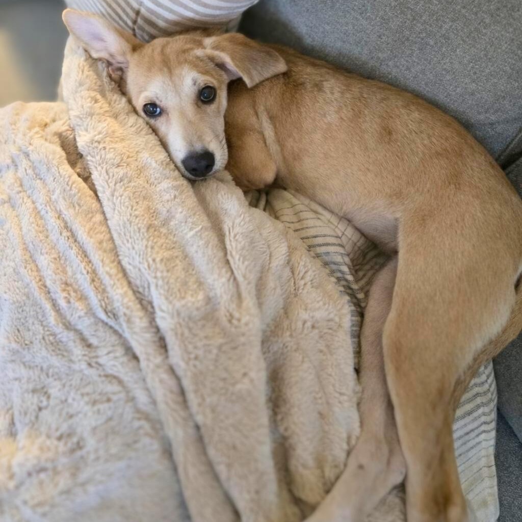 Corey, a Adoptable mixed breed in Annapolis, MD image 5/6