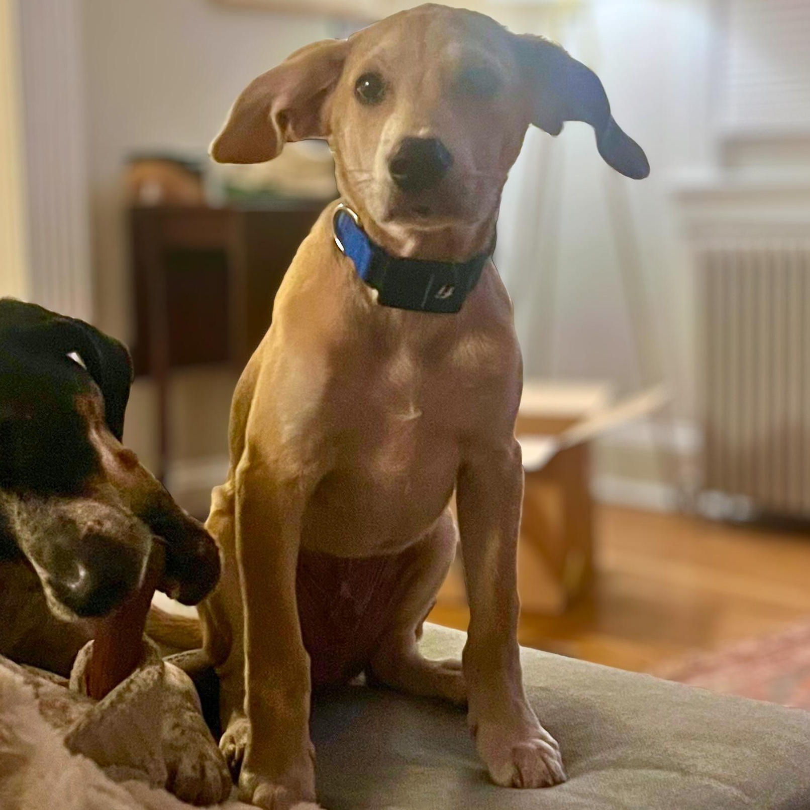 Corey, Adoptable, Puppy Male Mixed Breed.