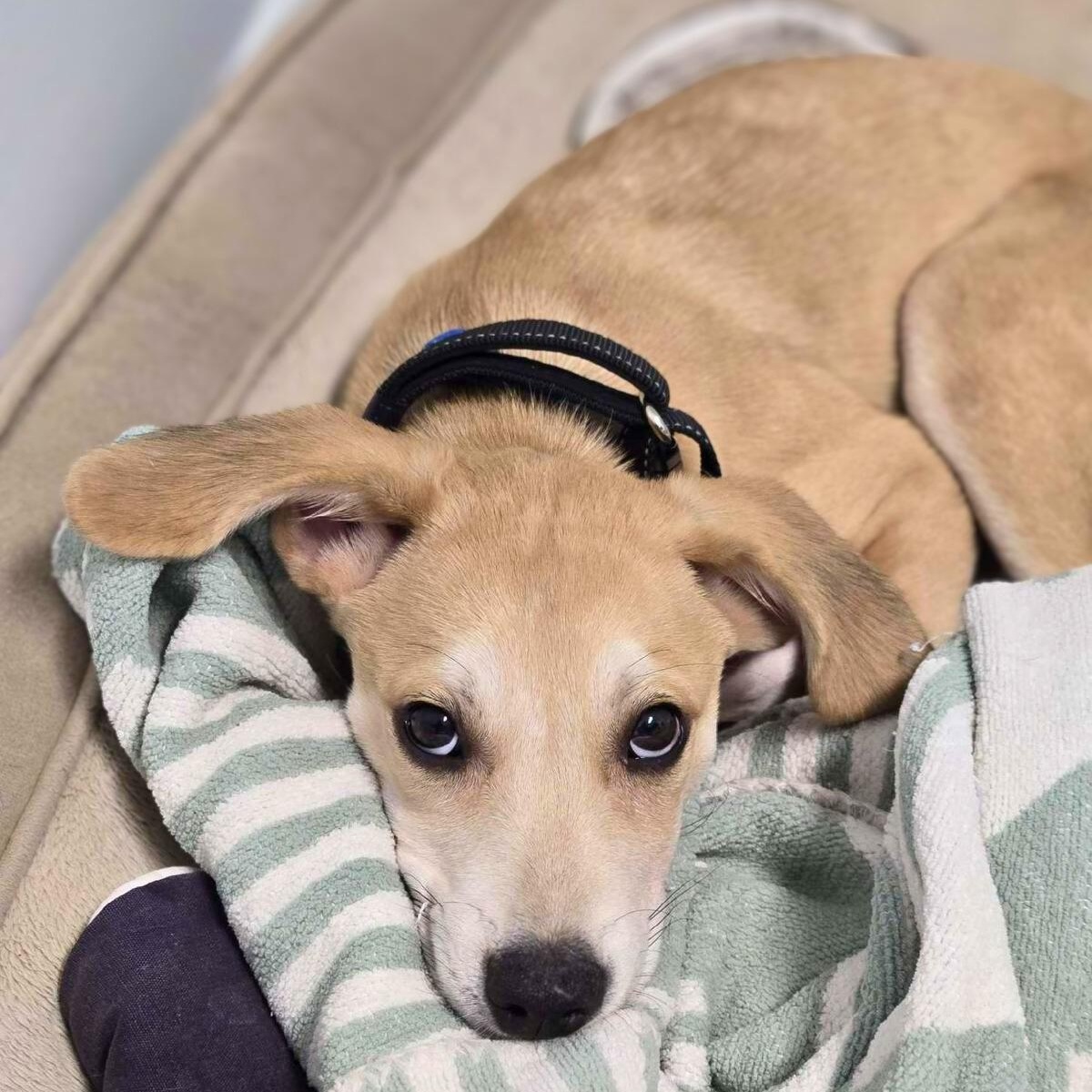 Corey, a Adoptable mixed breed in Annapolis, MD image 2/6