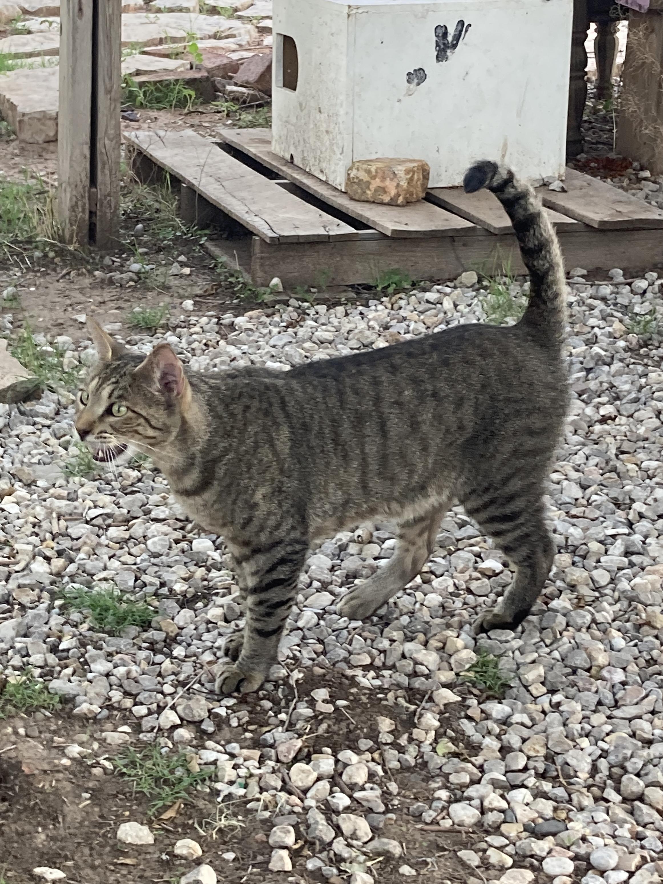 Stan, ADOPTABLE, Adult Male Domestic Short Hair.