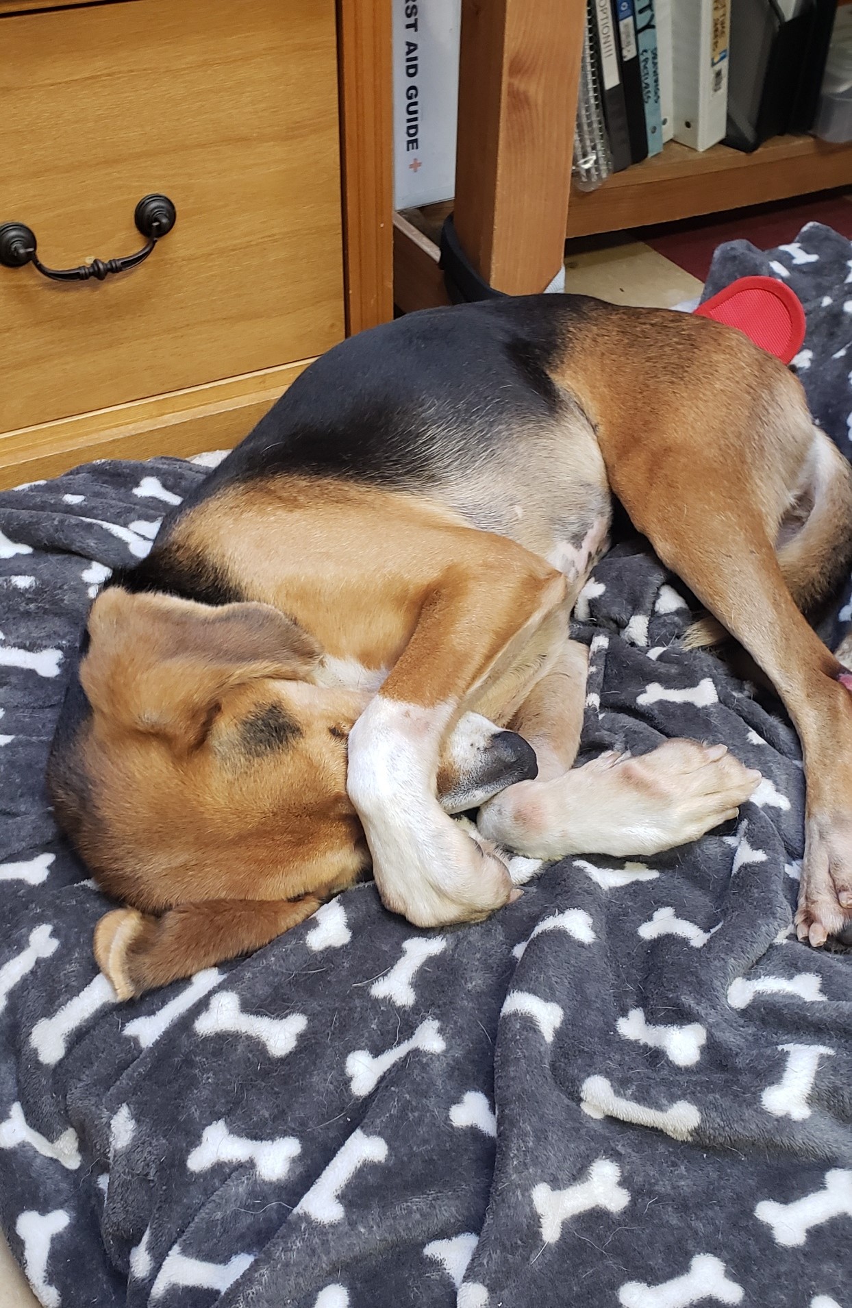 Kurt, a Adoptable Hound in Ashland, VA image 2/4