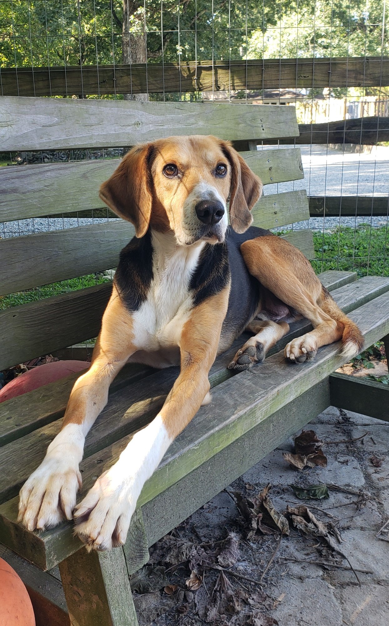 Kurt, a Adoptable Hound in Ashland, VA image 1/4