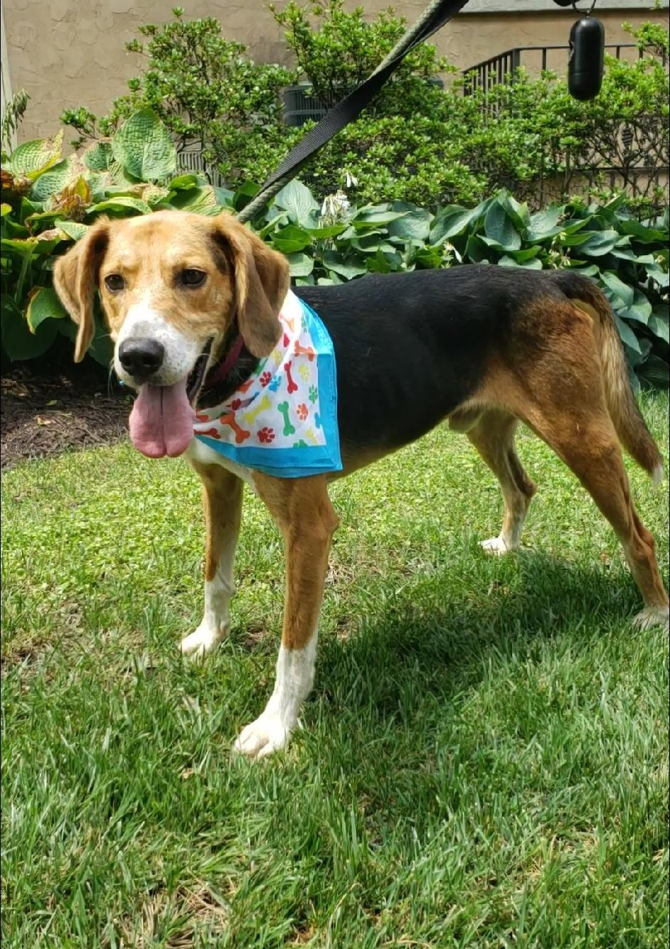 Kurt, a Adoptable Hound in Ashland, VA image 3/4