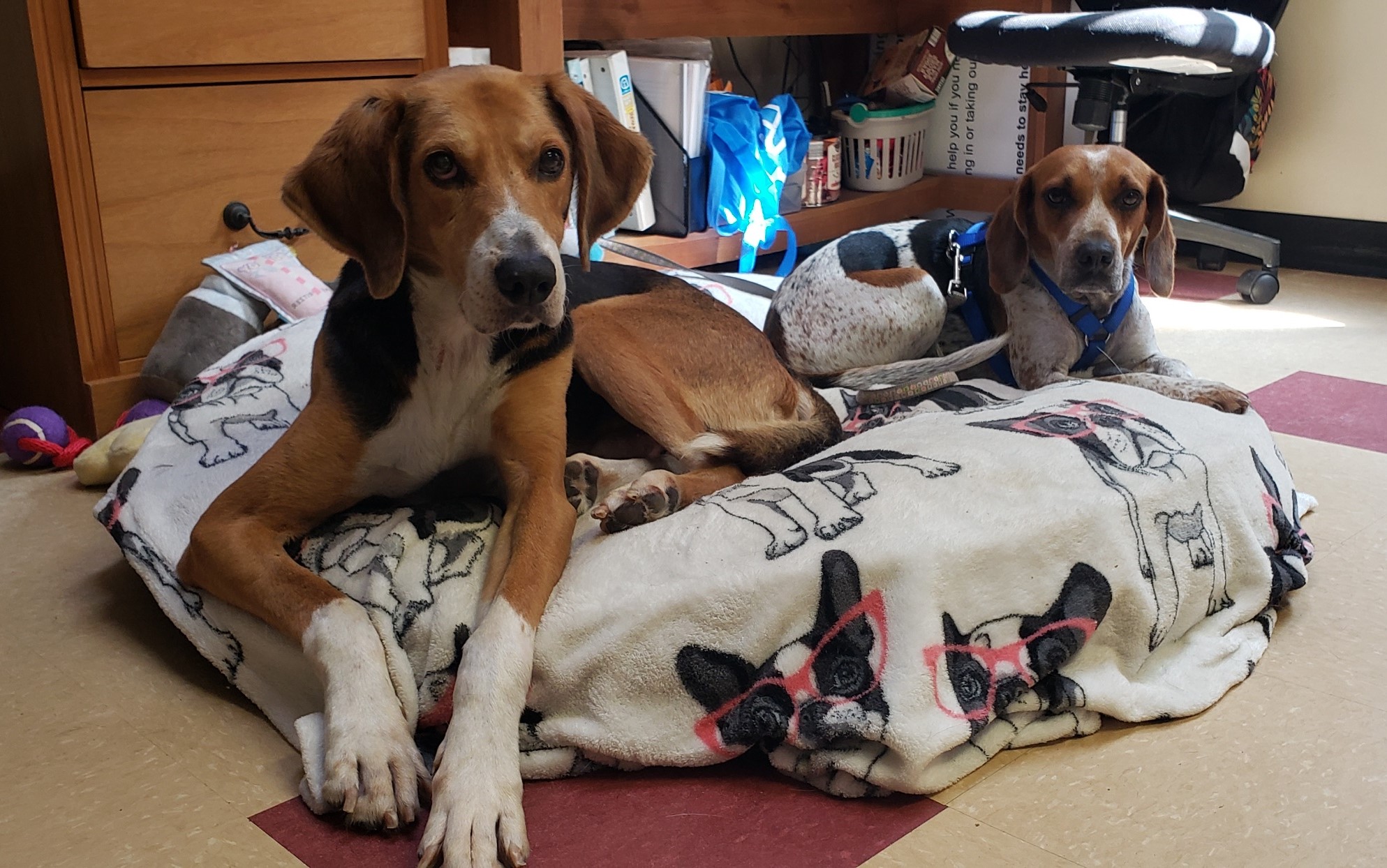 Kurt, a Adoptable Hound in Ashland, VA image 4/4