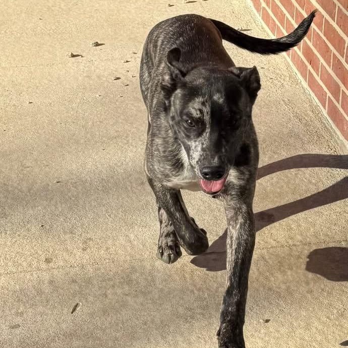 Enlarge Joker, a ADOPTABLE mixed breed in Lumberton, NC image 2/3