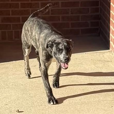 Enlarge Joker, a ADOPTABLE mixed breed in Lumberton, NC image 3/3